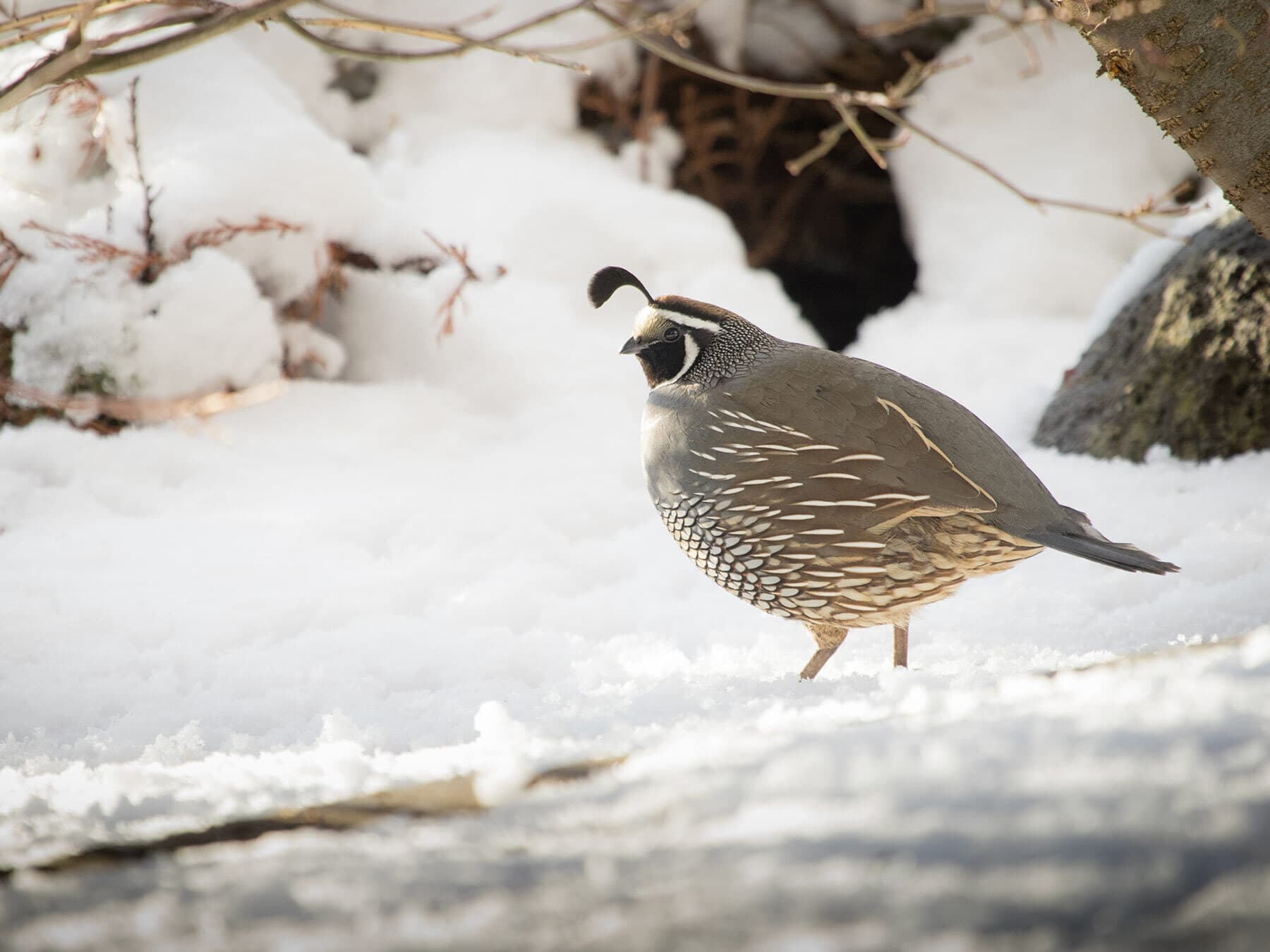 Quail in winter