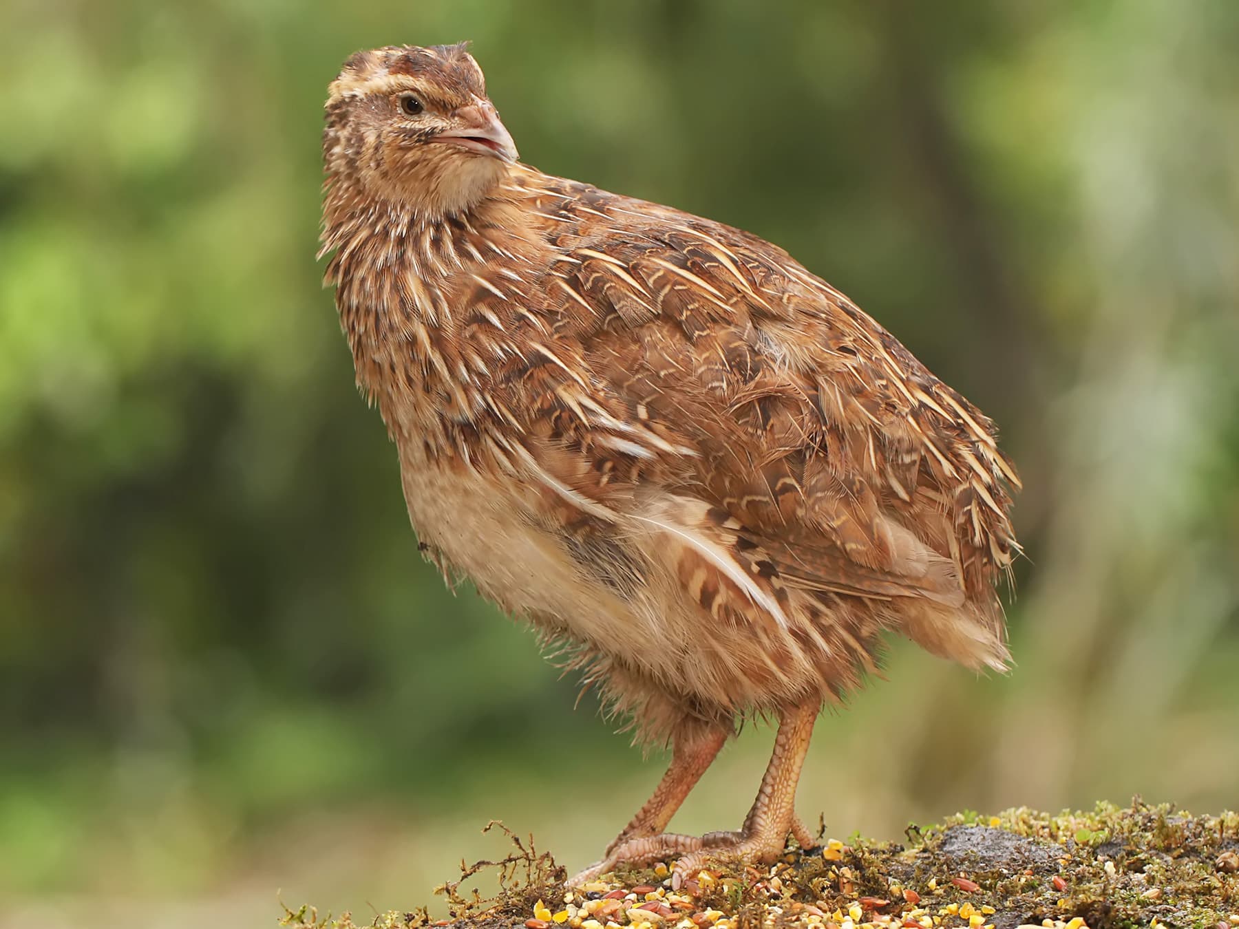 Quail foraging for food in mossy ground