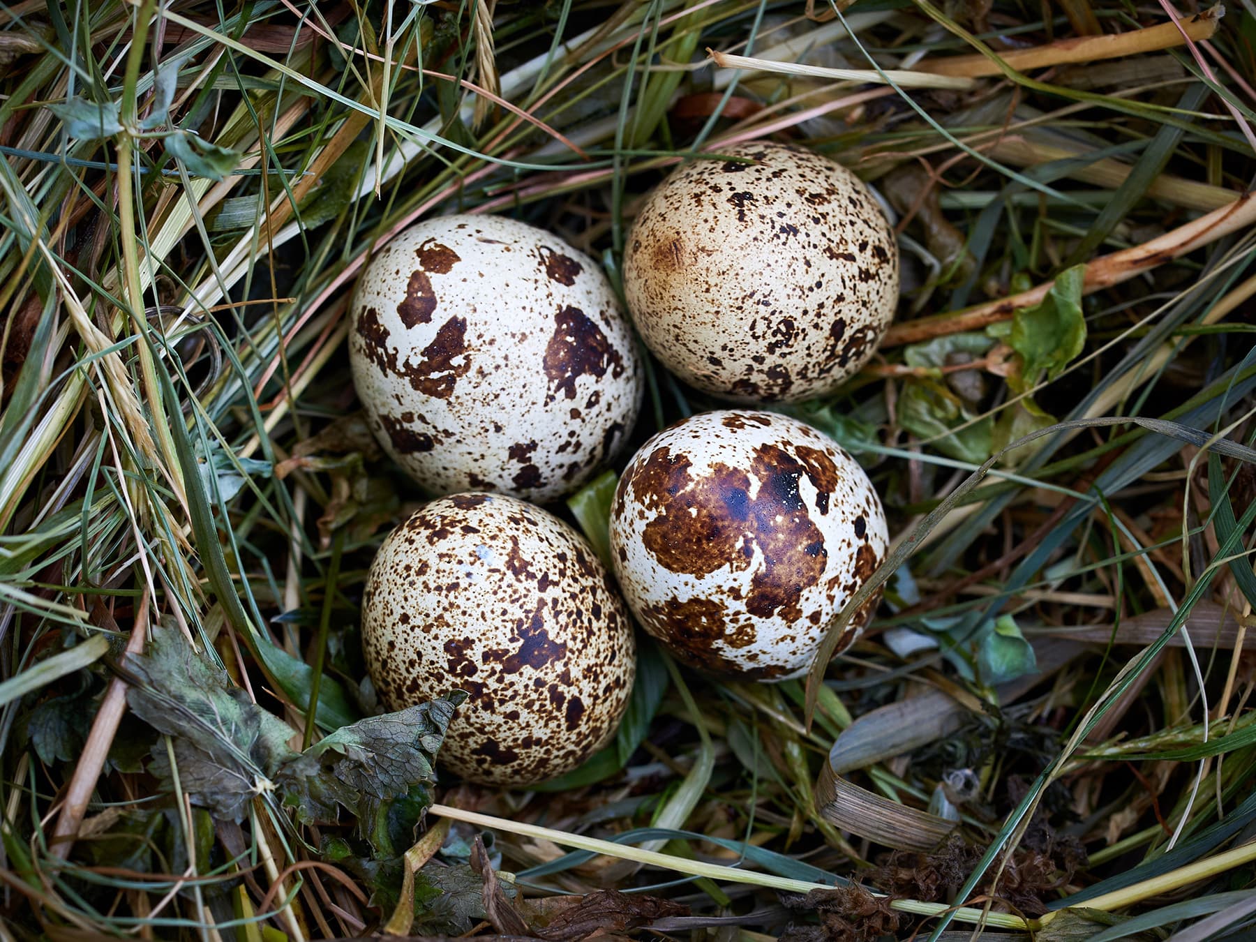 Nest of a Quail with four eggs