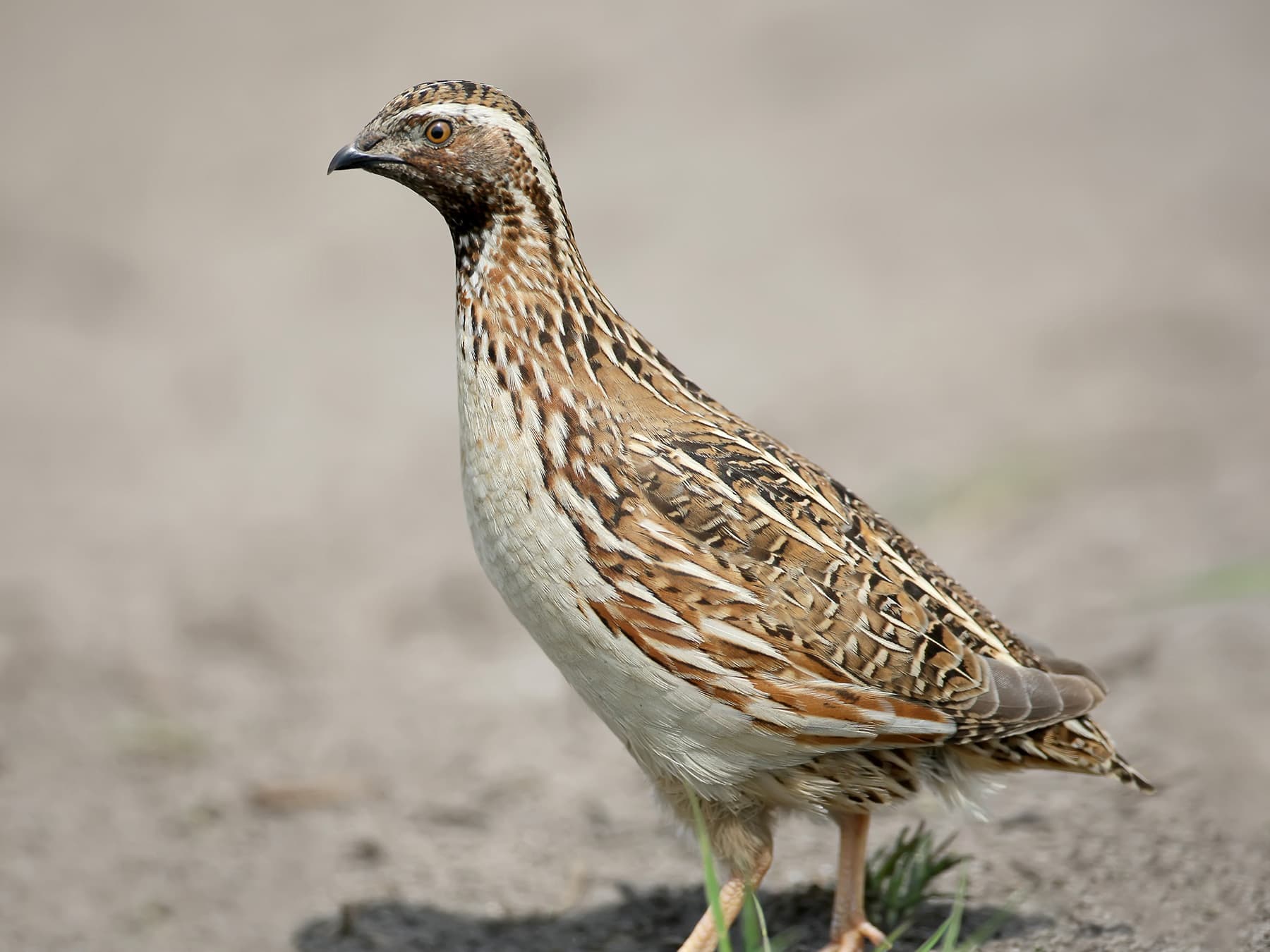 Quail walking on the edge of a muddy field