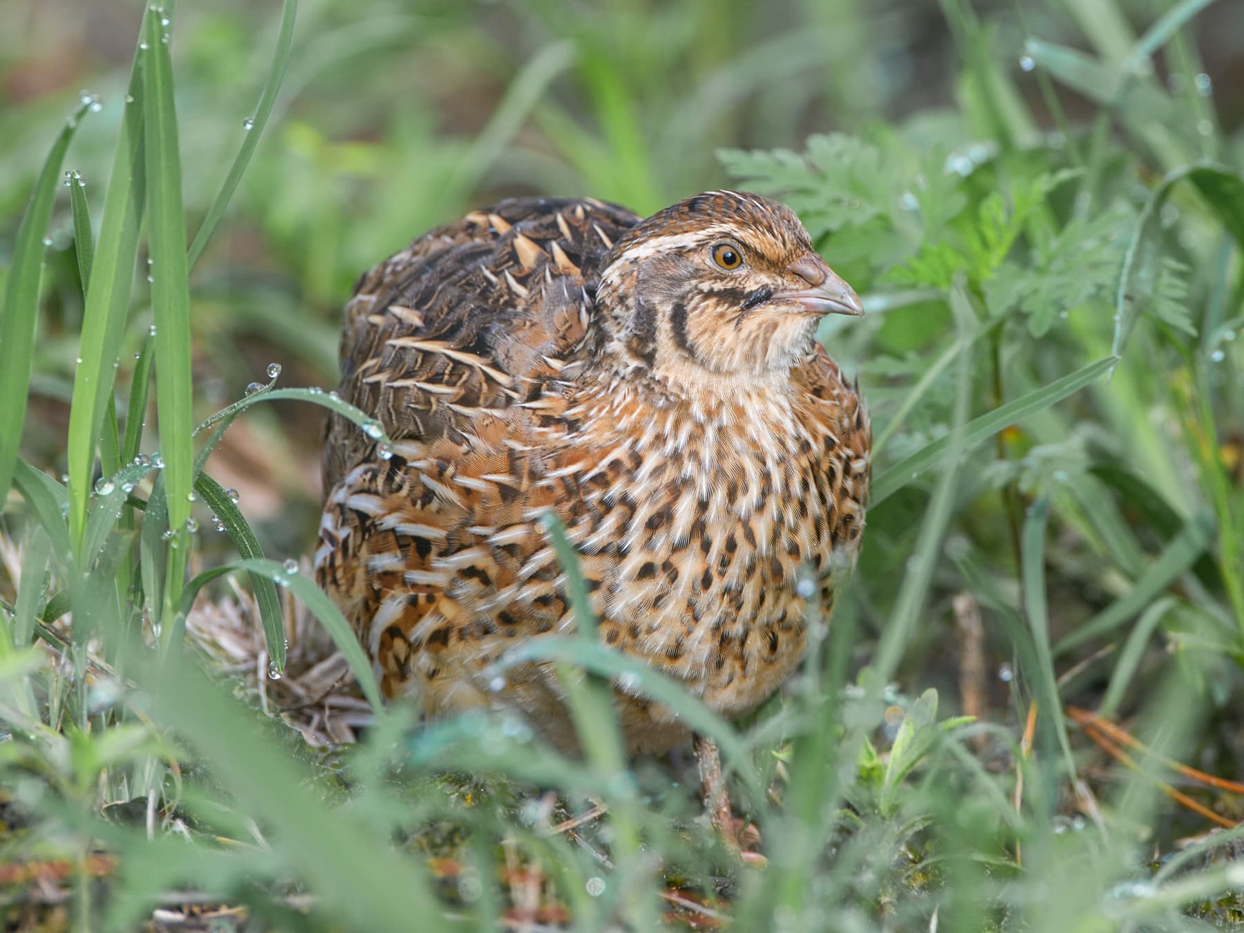 Quail resting in amongst the grass