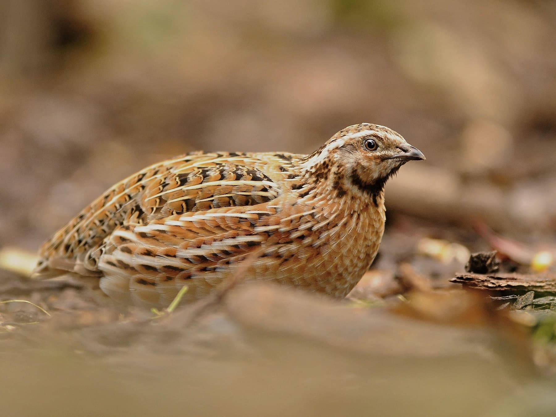 Quail resting in woodland