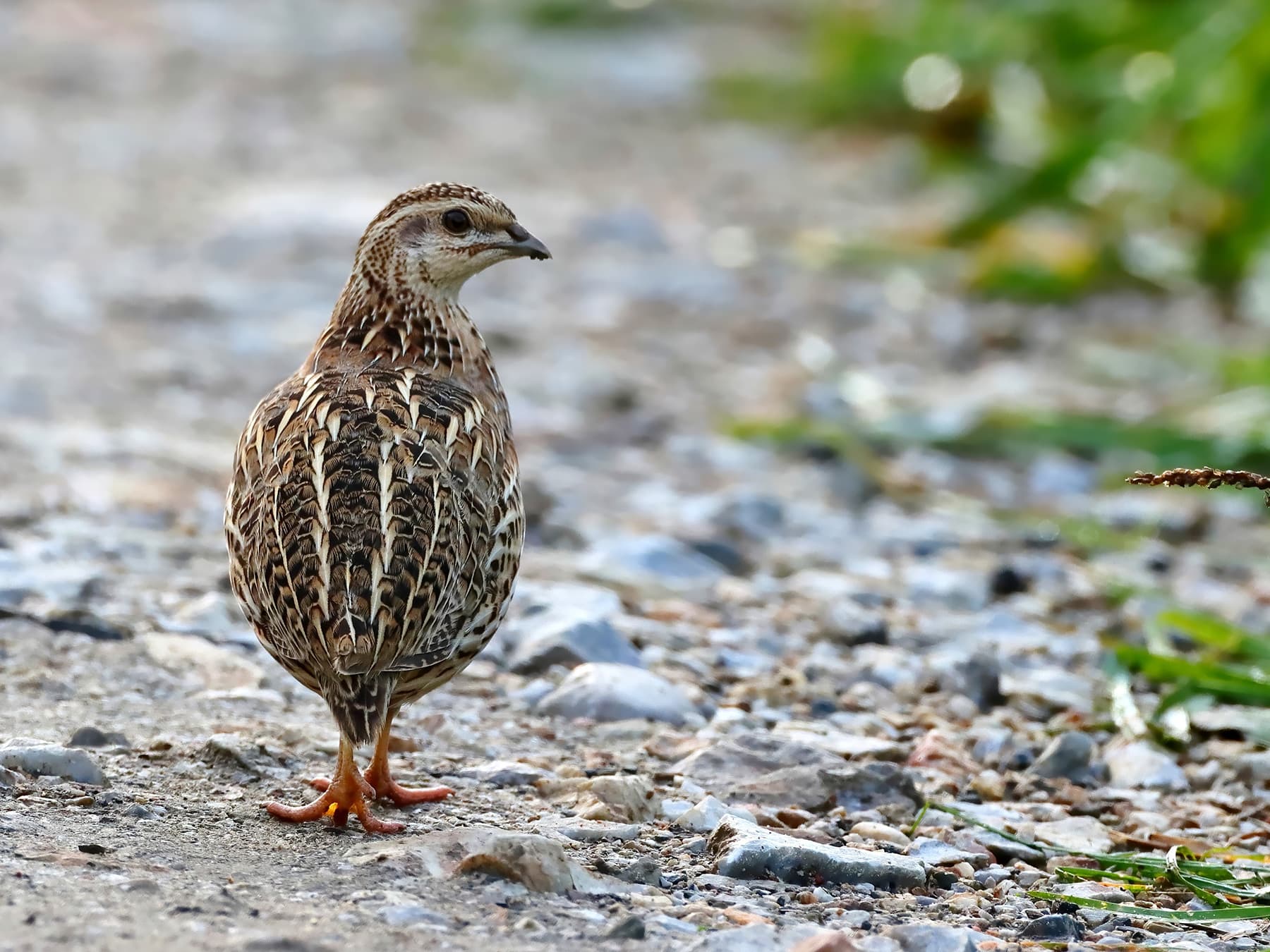 Quail walking casually along the edge of a field