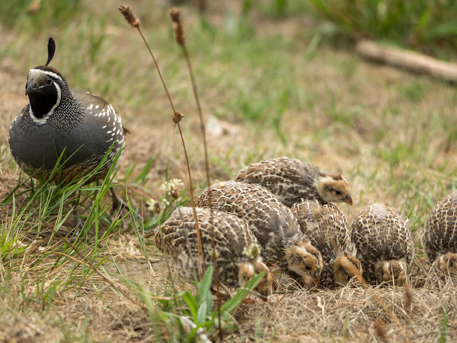 Quail watching feeding chick