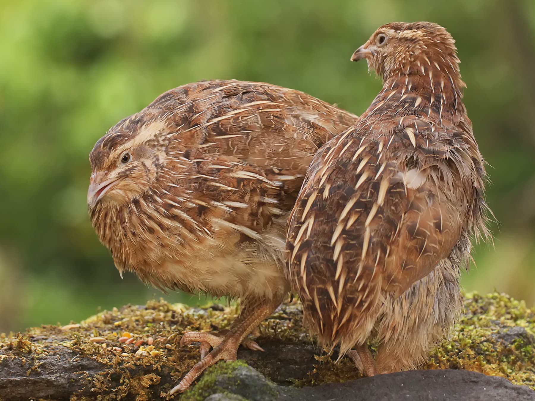 Pair of Quails foraging on top of a moss covered rock