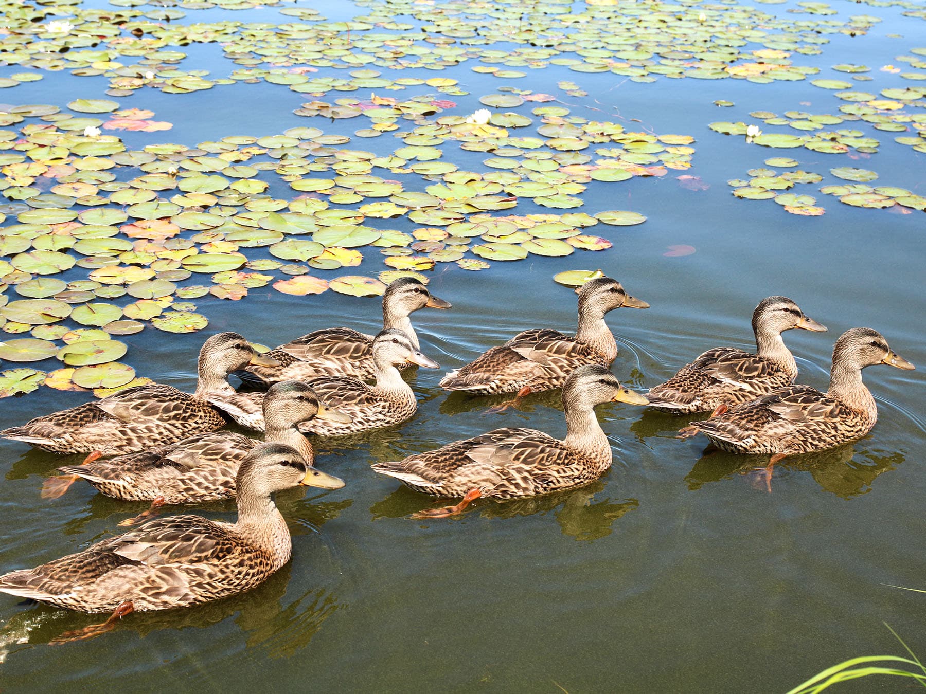 Raft of ducks mallards