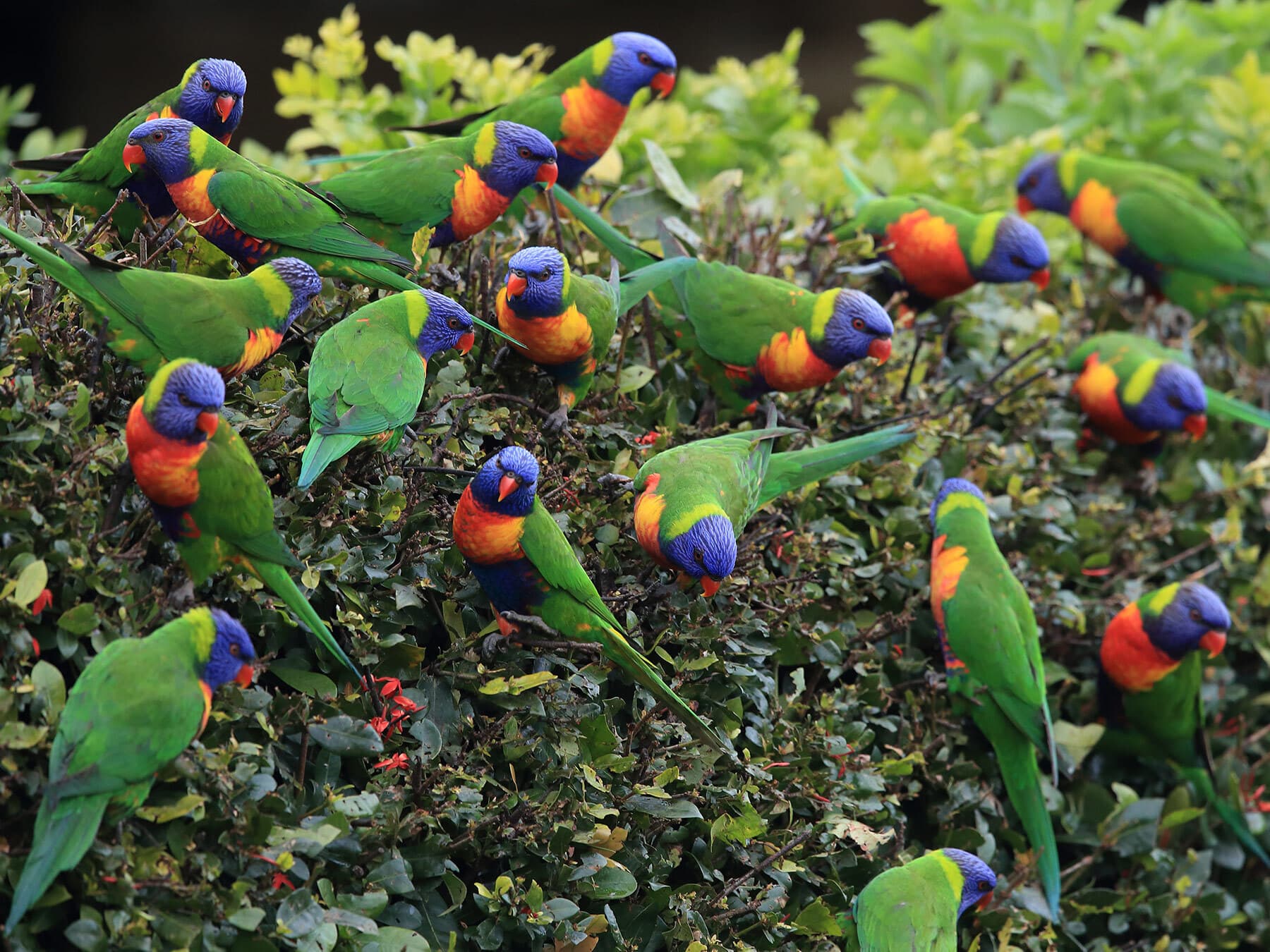 Rainbow lorikeet flock