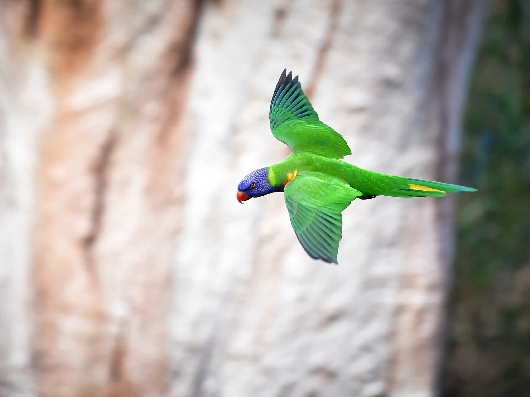 Rainbow Lorikeet flying high in the sky