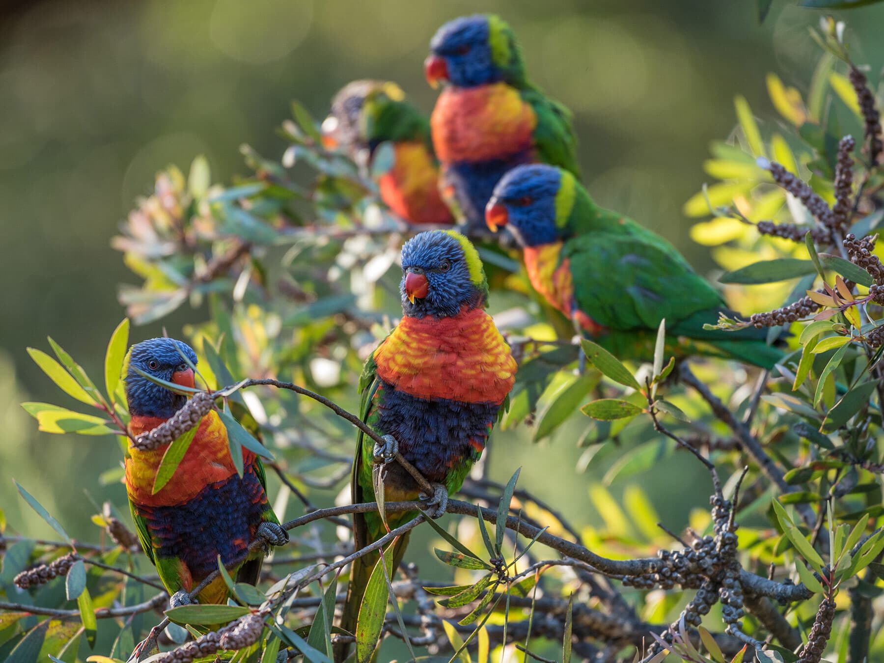 A group of Rainbow Lorikeets