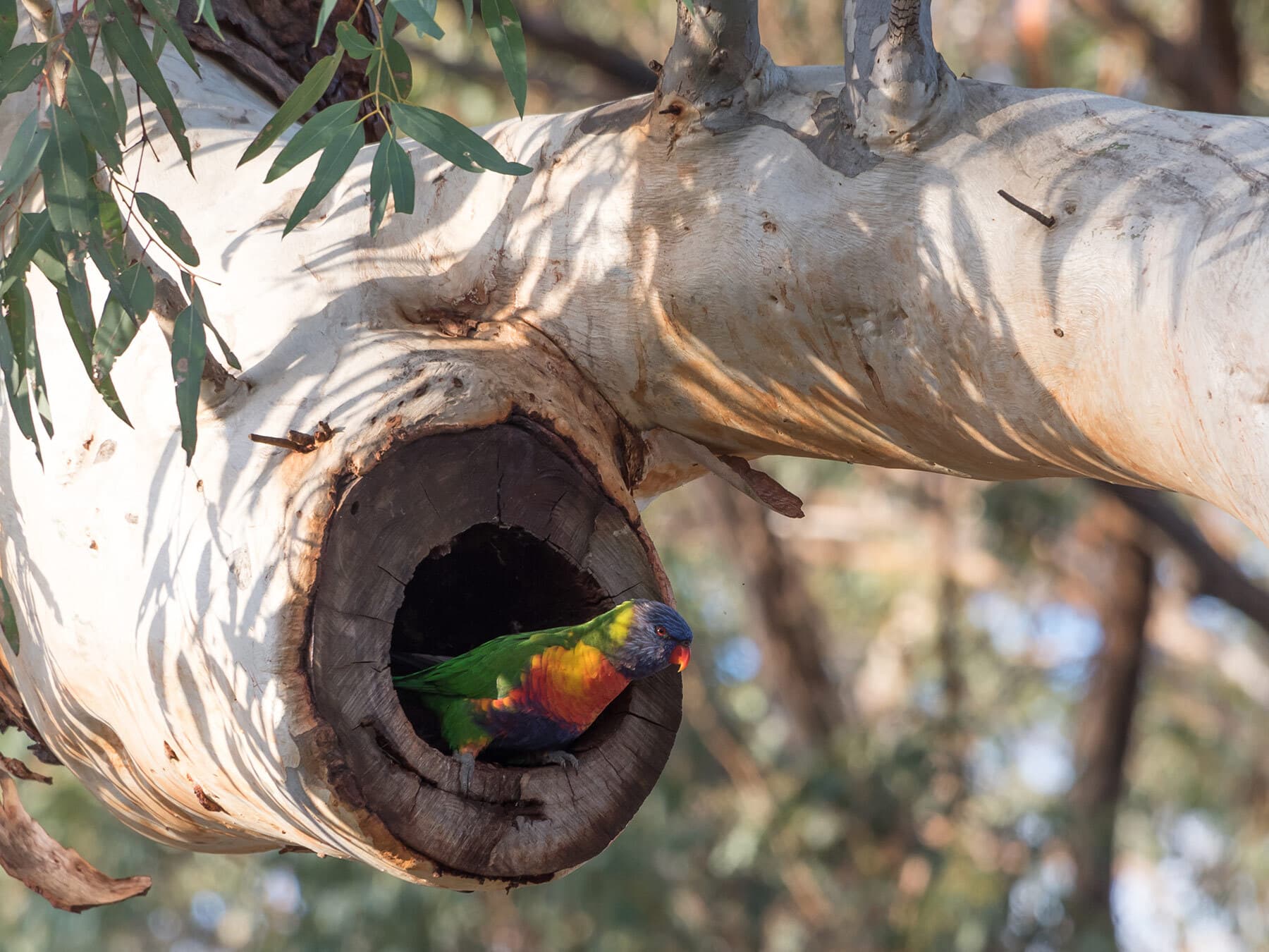 Rainbow lorikeet nest