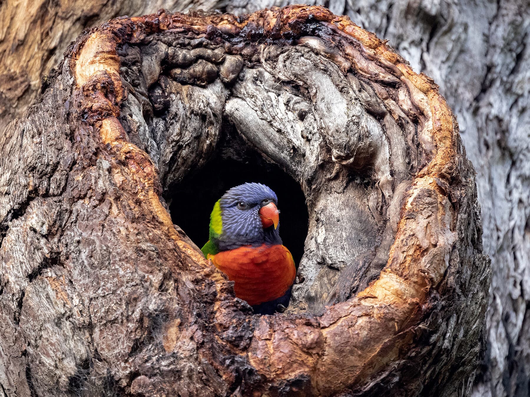 Rainbow Lorikeet resting at the nesting hollow