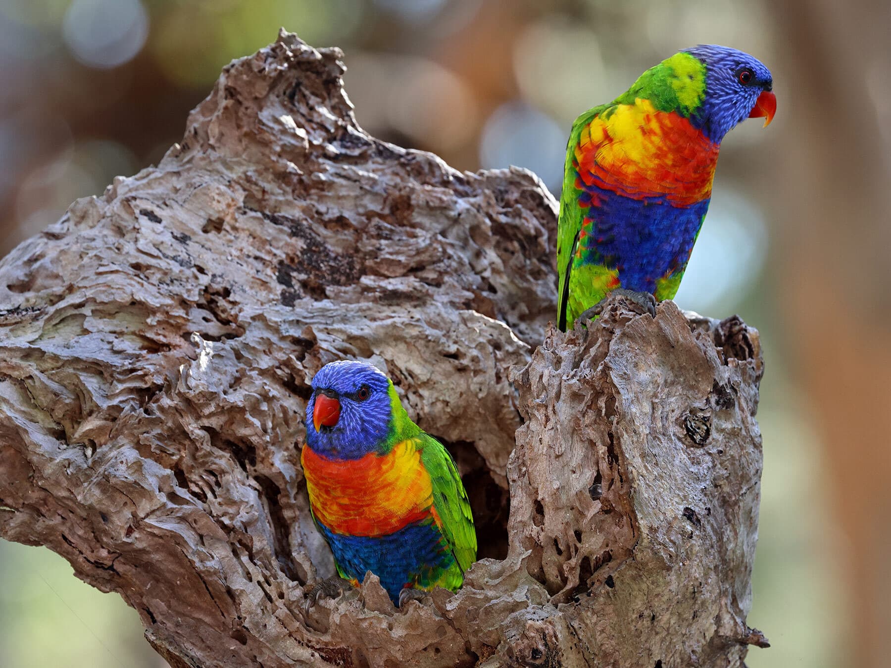 Rainbow lorikeet nesting hollow