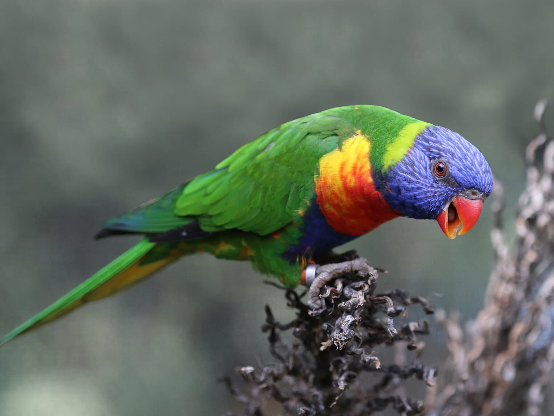 Rainbow lorikeet perched
