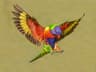 Rainbow Lorikeet