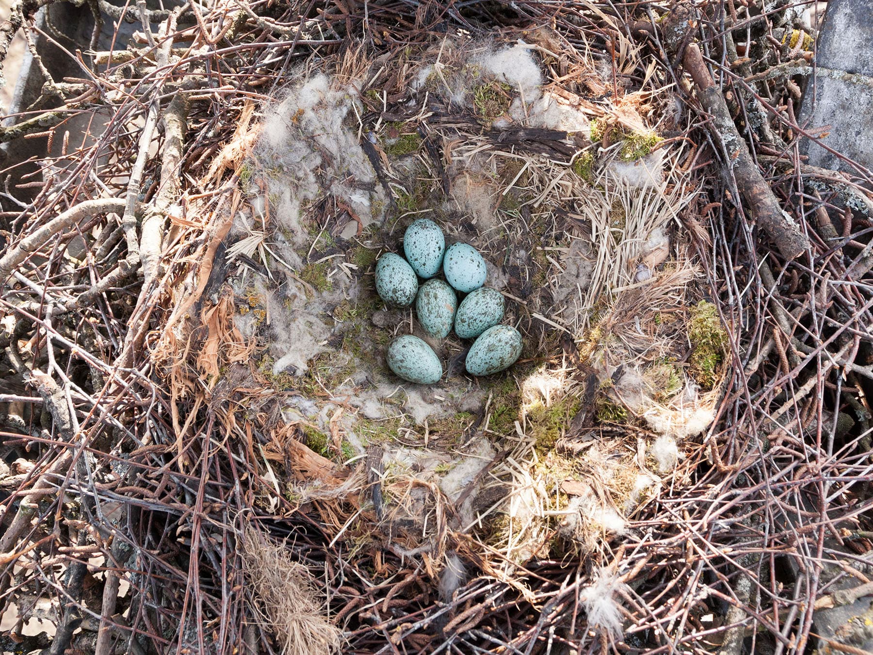 The nest and eggs of a Common Raven