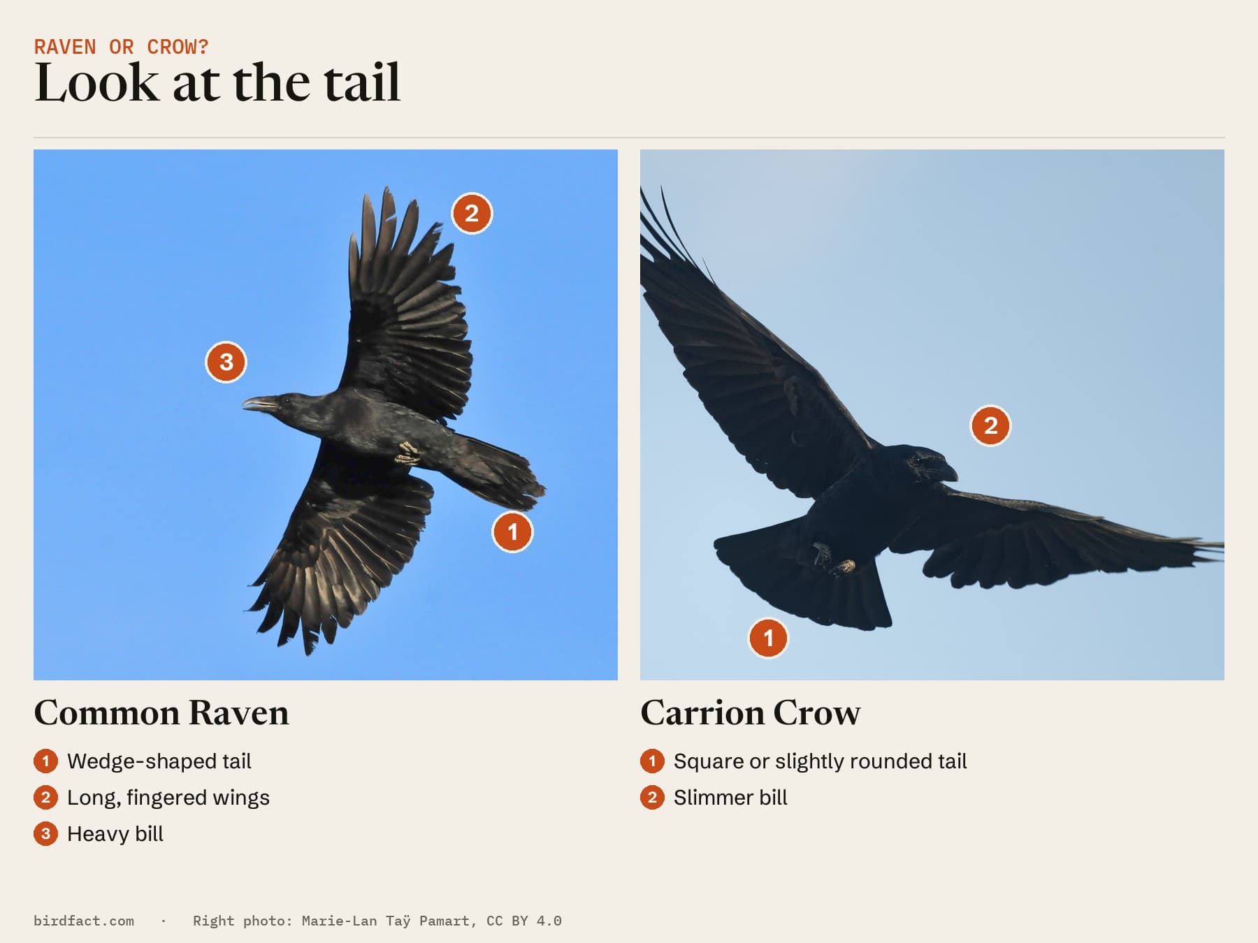 Comparison card, photos of a Common Raven on the left and a Carrion Crow on the right, headed 'Look at the tail'. Common Raven: wedge-shaped tail; long, fingered wings; heavy bill. Carrion Crow: square or slightly rounded tail; slimmer bill.
