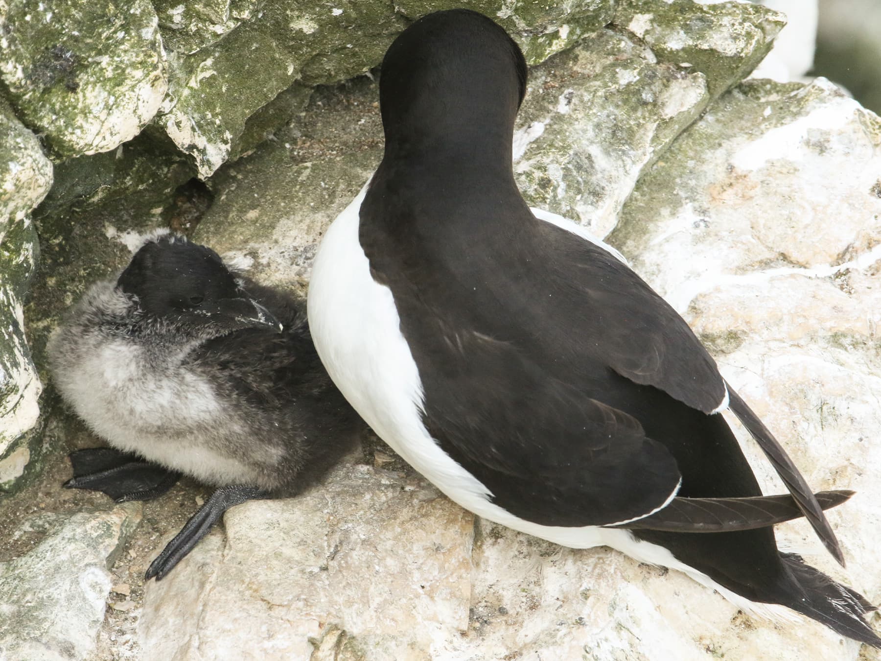 Razorbill at nesting site with its chick