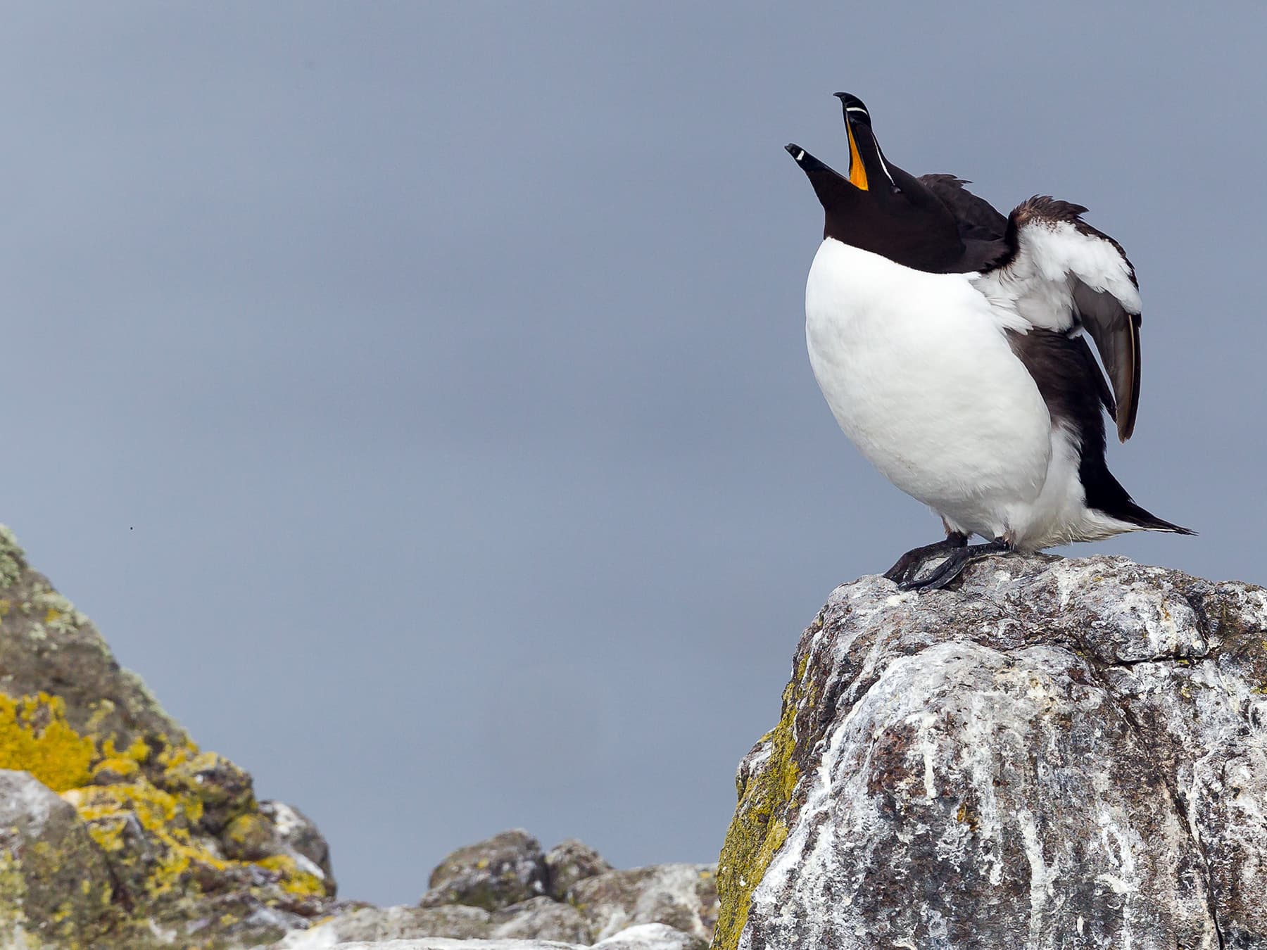 Razorbill calling from the top of the rocks