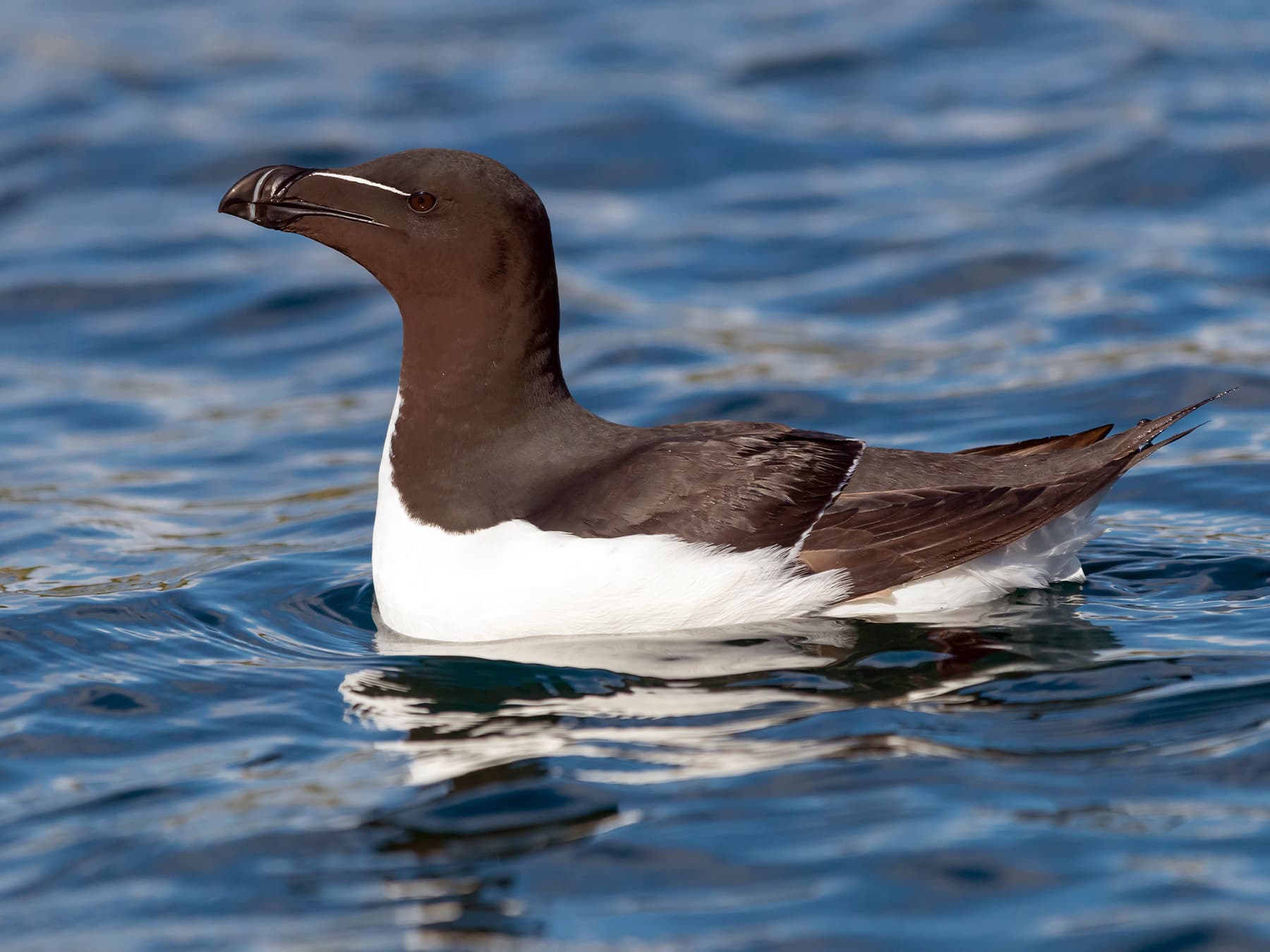 Razorbill resting out at sea