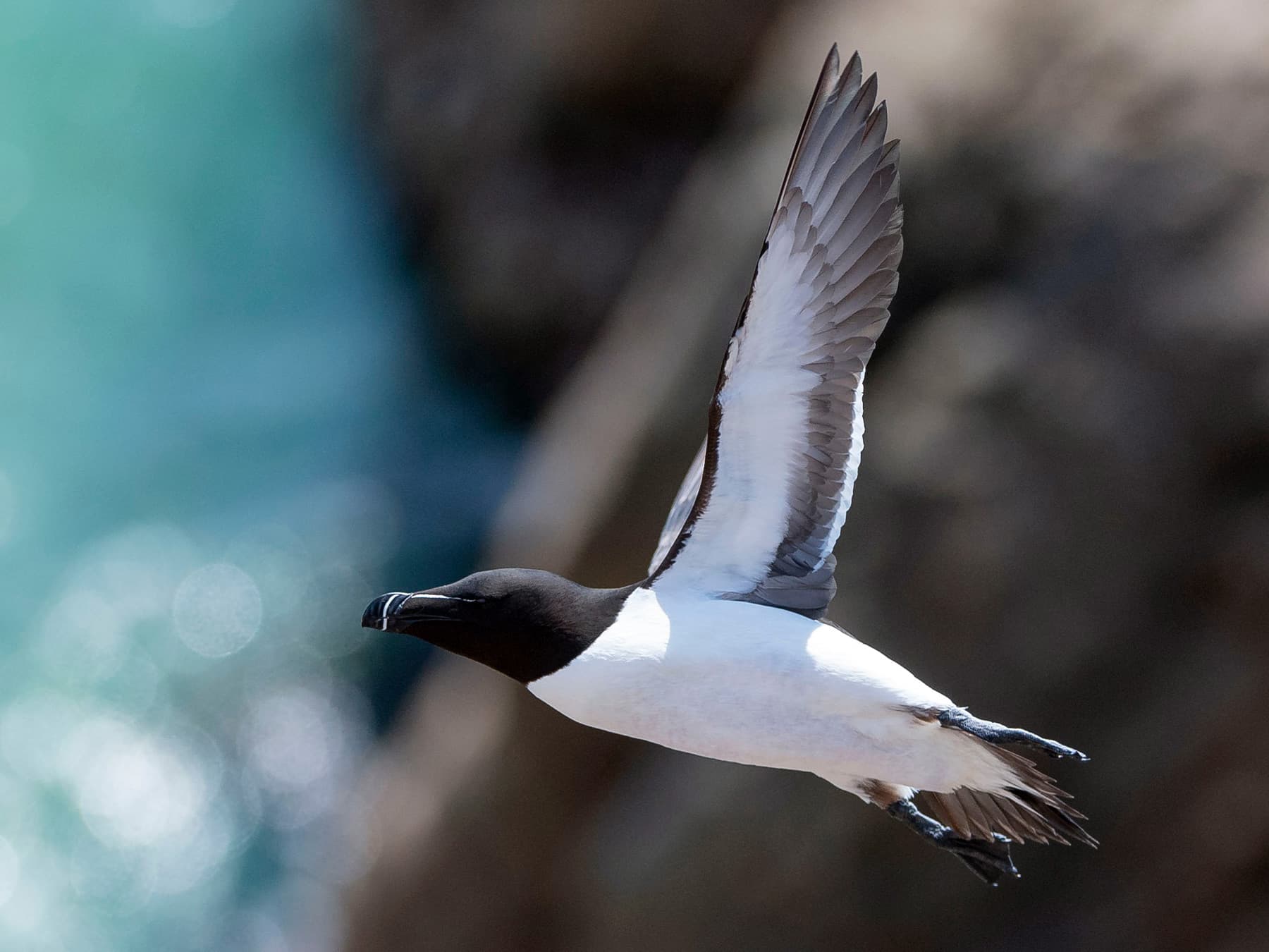 Razorbill in-flight over coastal habitat