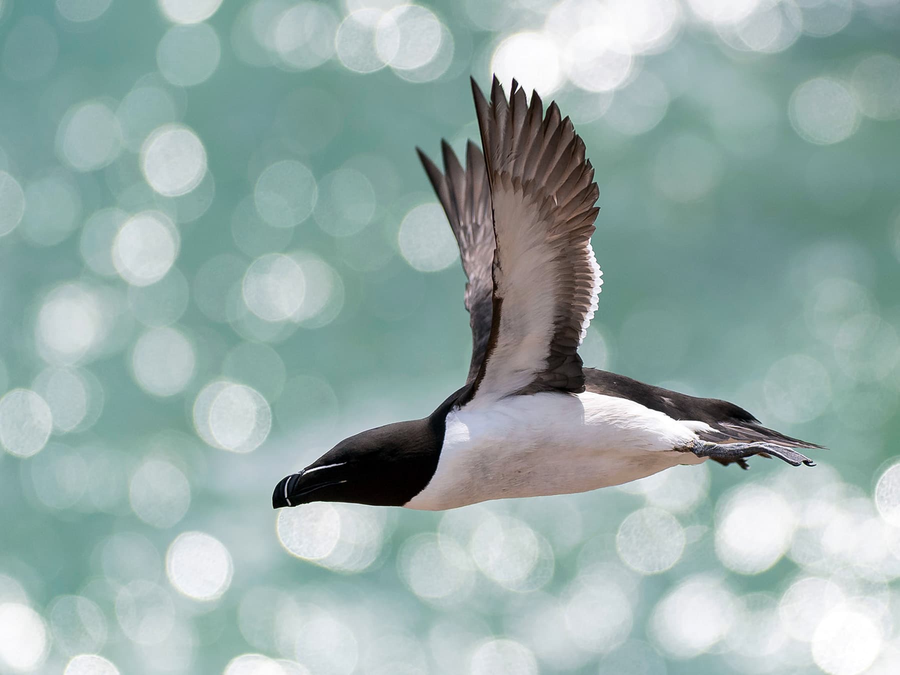 Razorbill in-flight over the sea