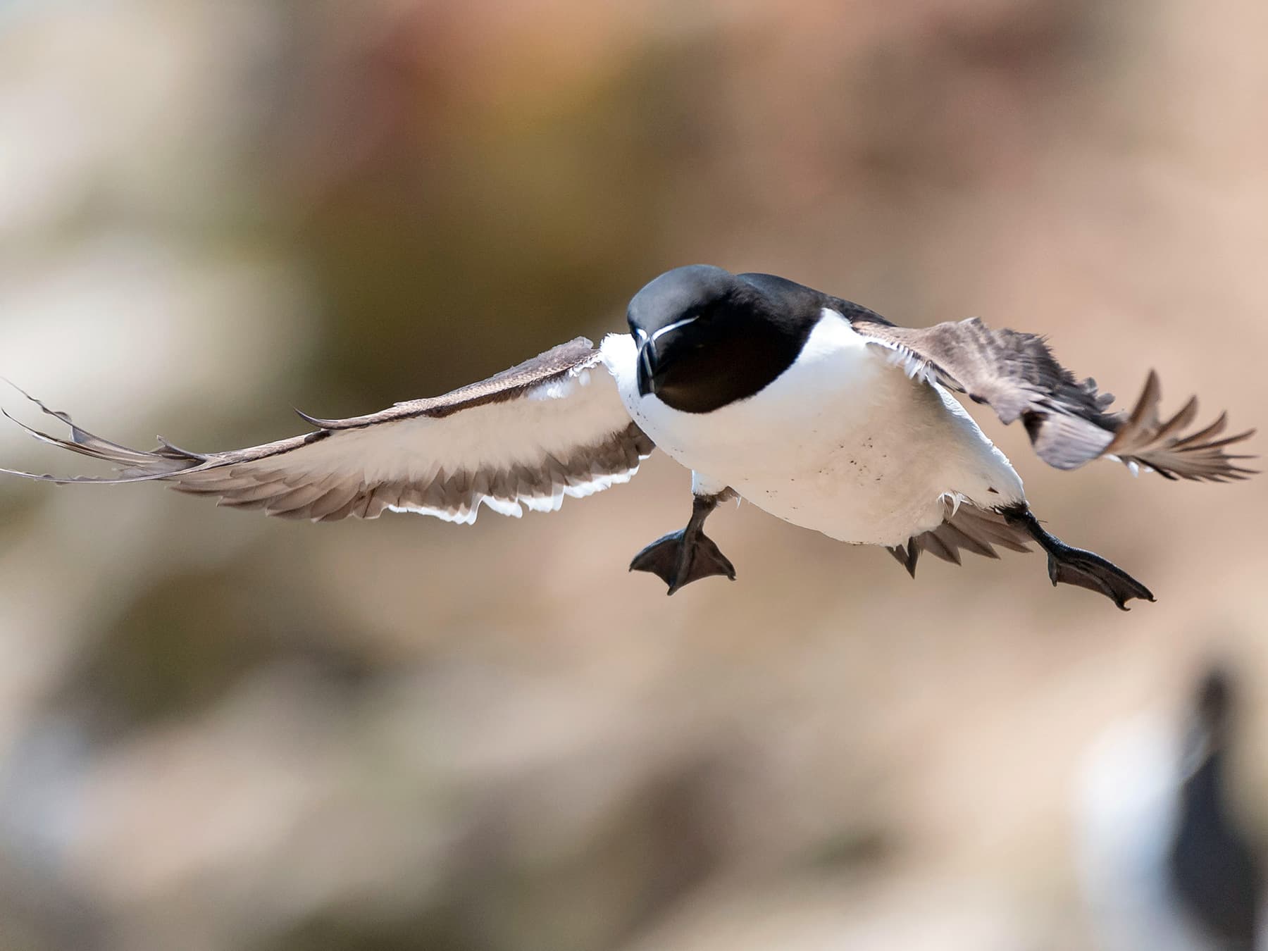Razorbill in-flight