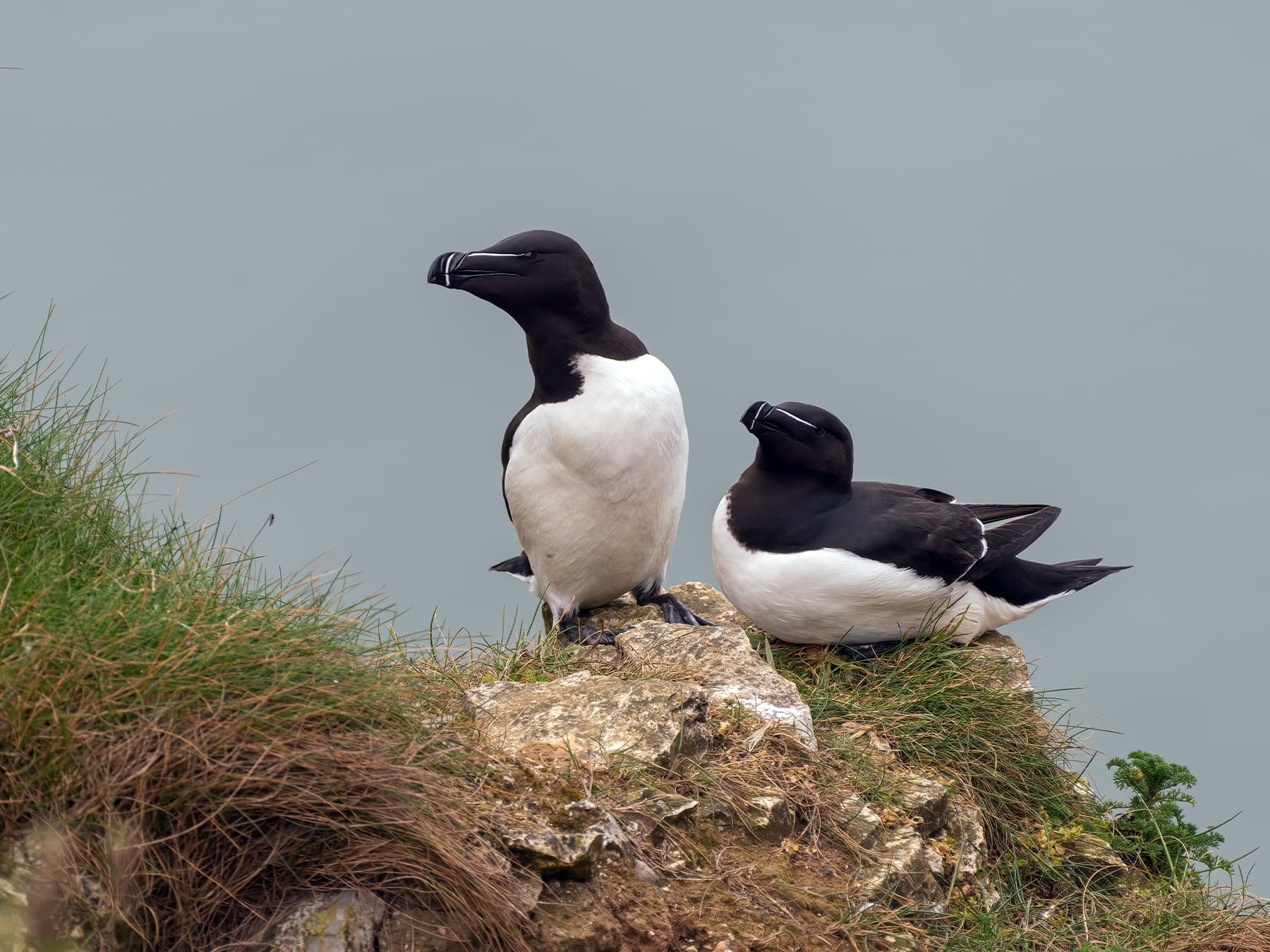 Pair of Razorbills on the edge of the cliffs by the sea