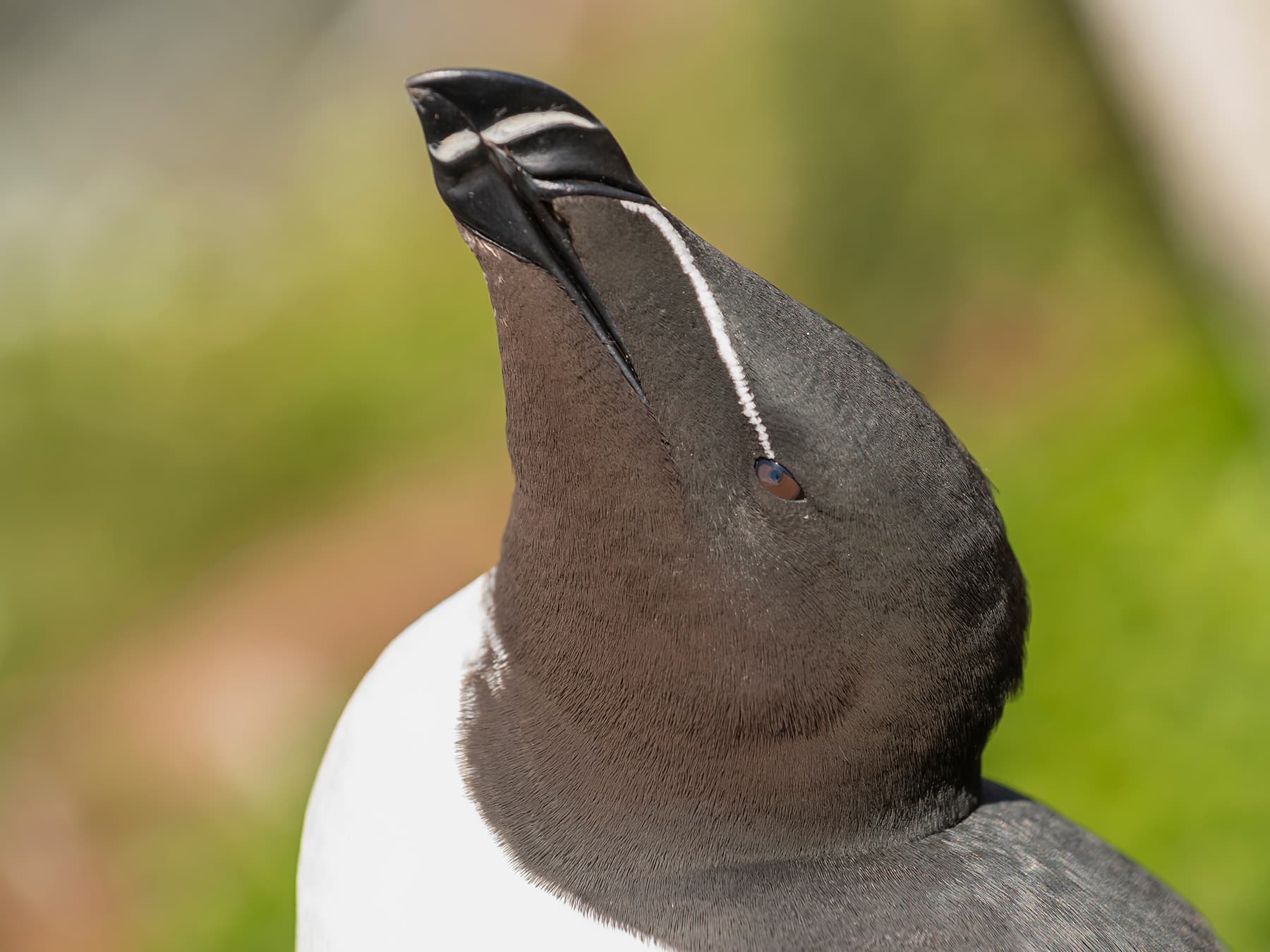 Razorbill portrait