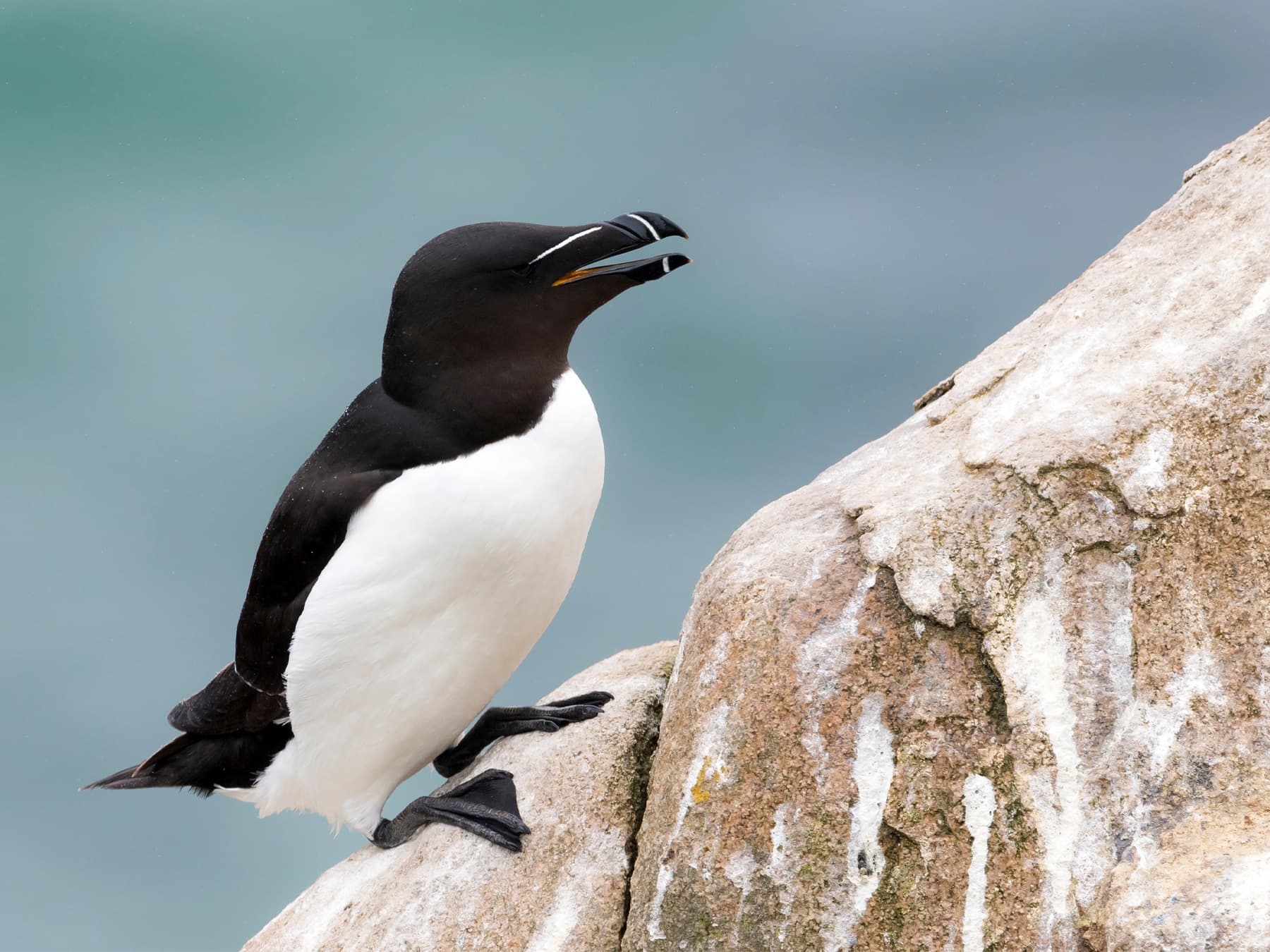 Razorbill standing on the the rocks near to the sea