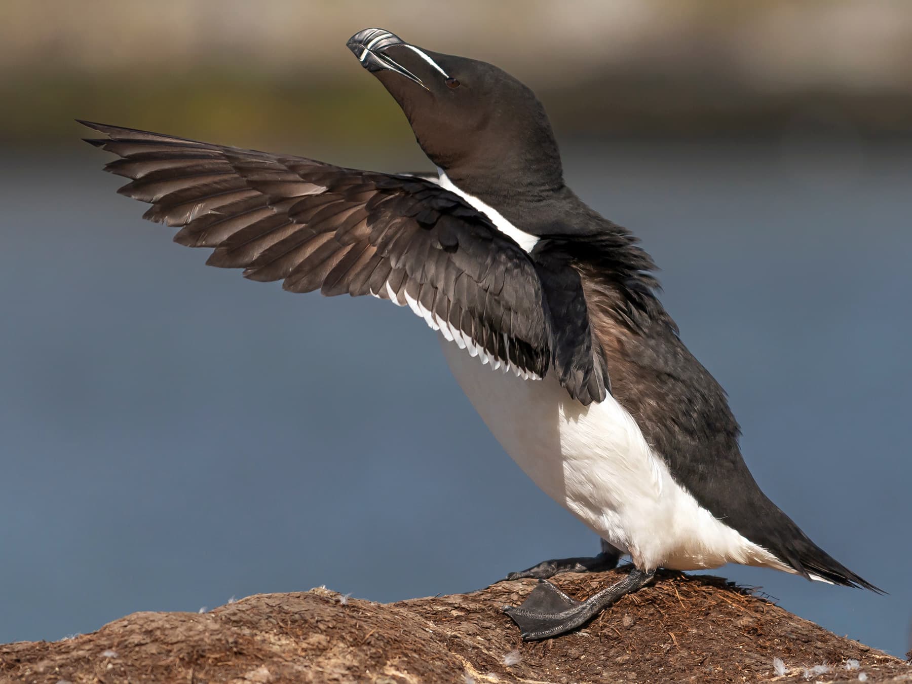 Razorbill in natural habitat stretching its wings