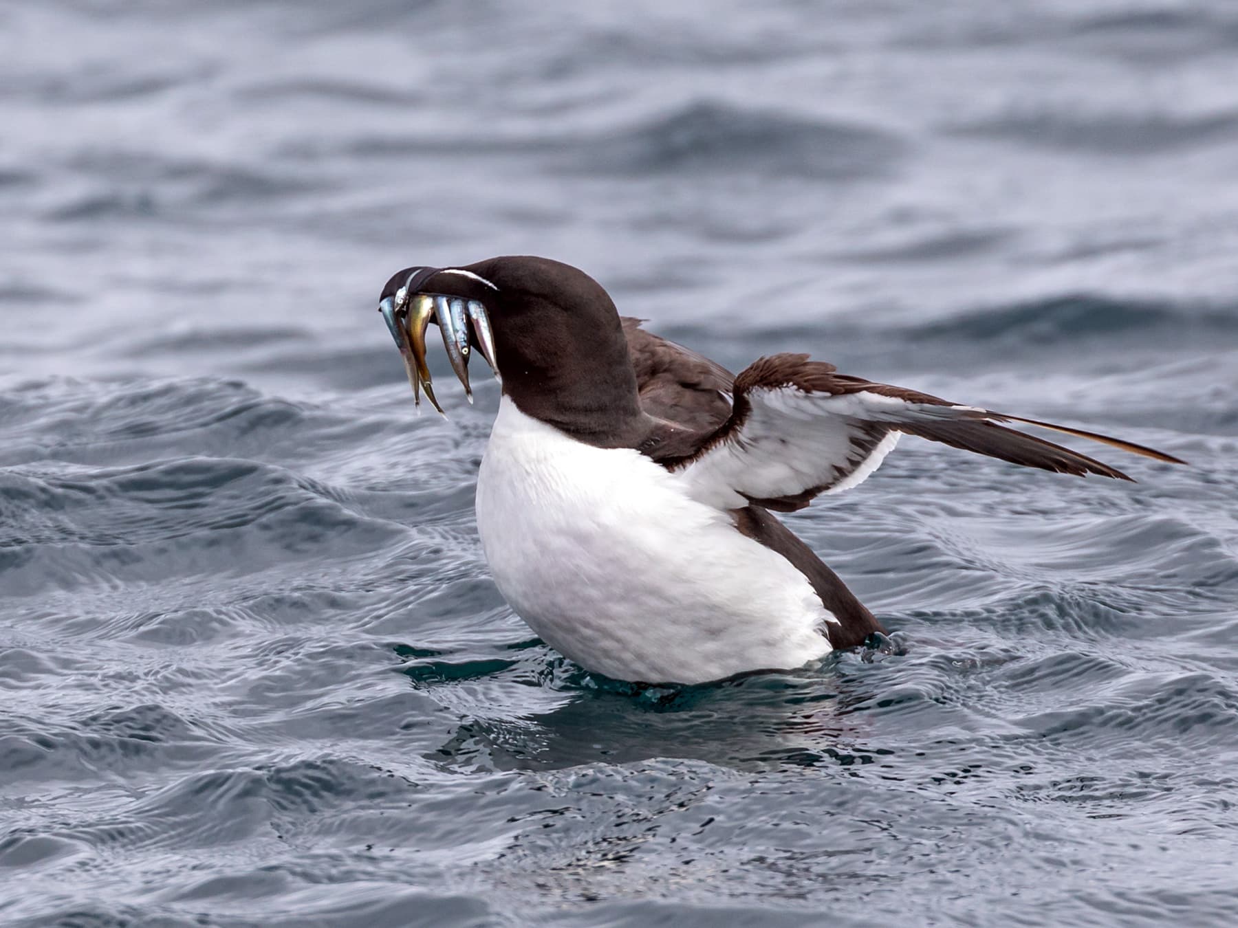 Razorbill in the sea with a its beak full of fish