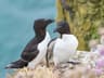 Razorbill
