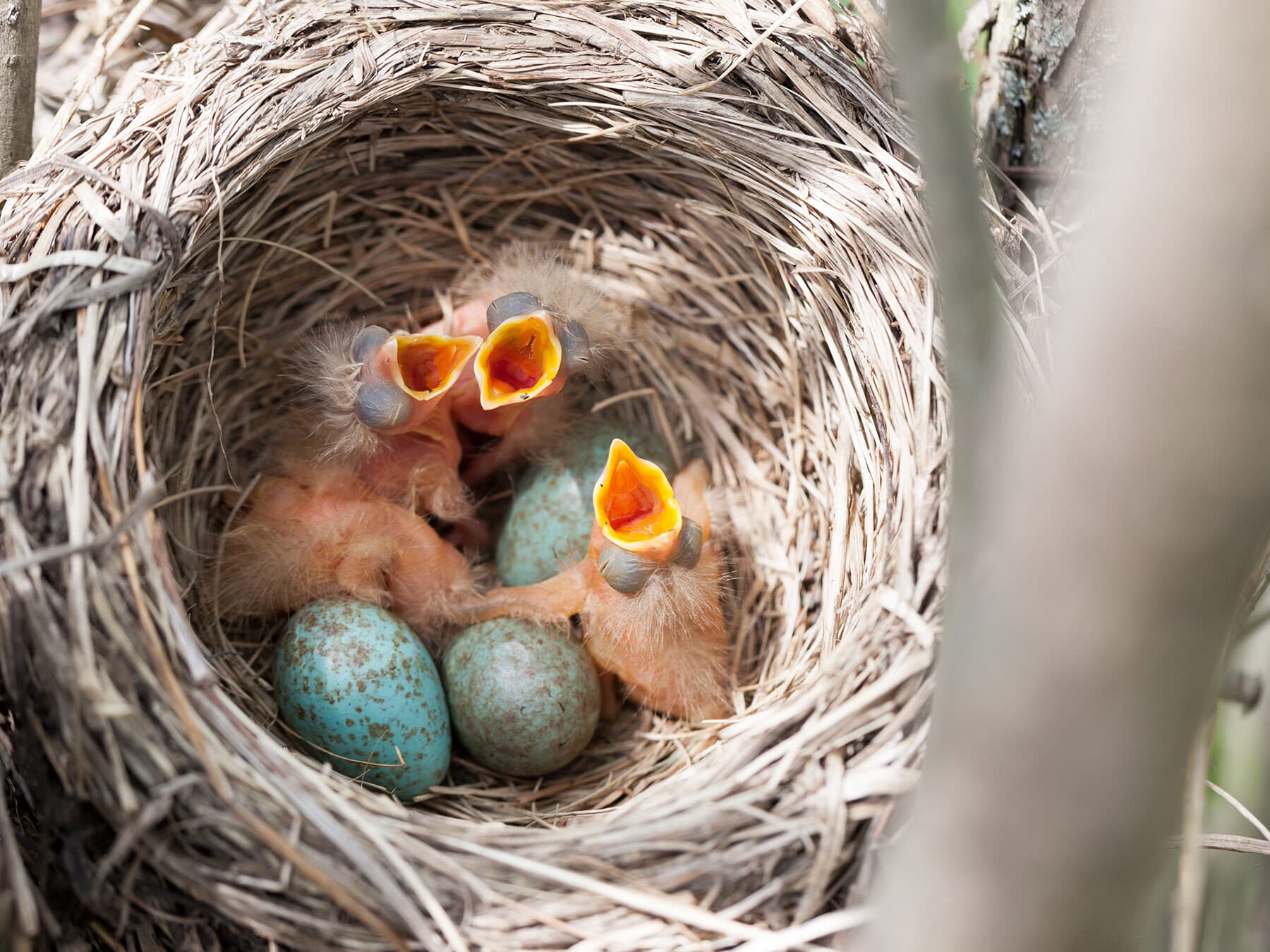 Recently hatched chicks