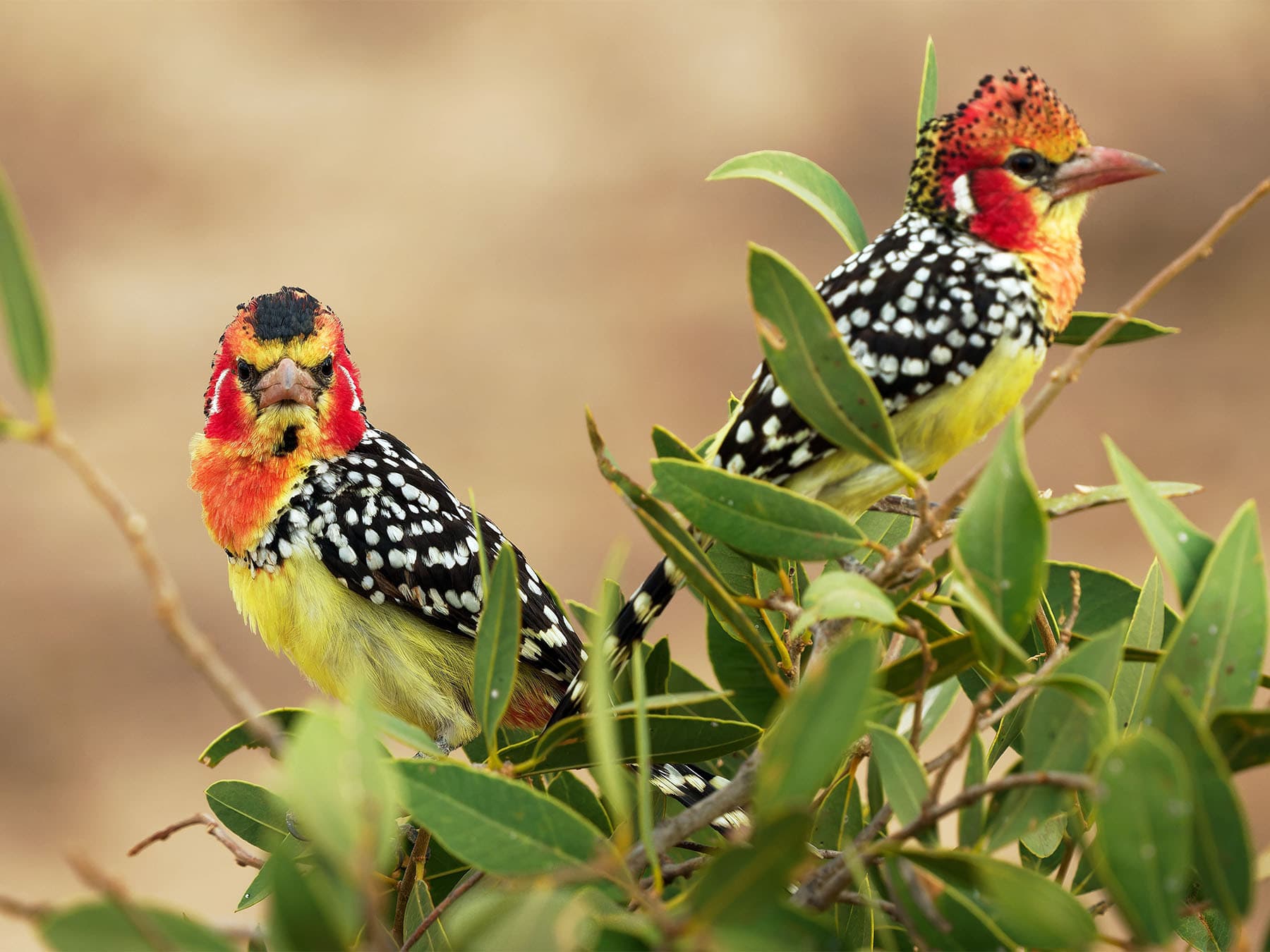 Pair of Red-and-yellow Barbets