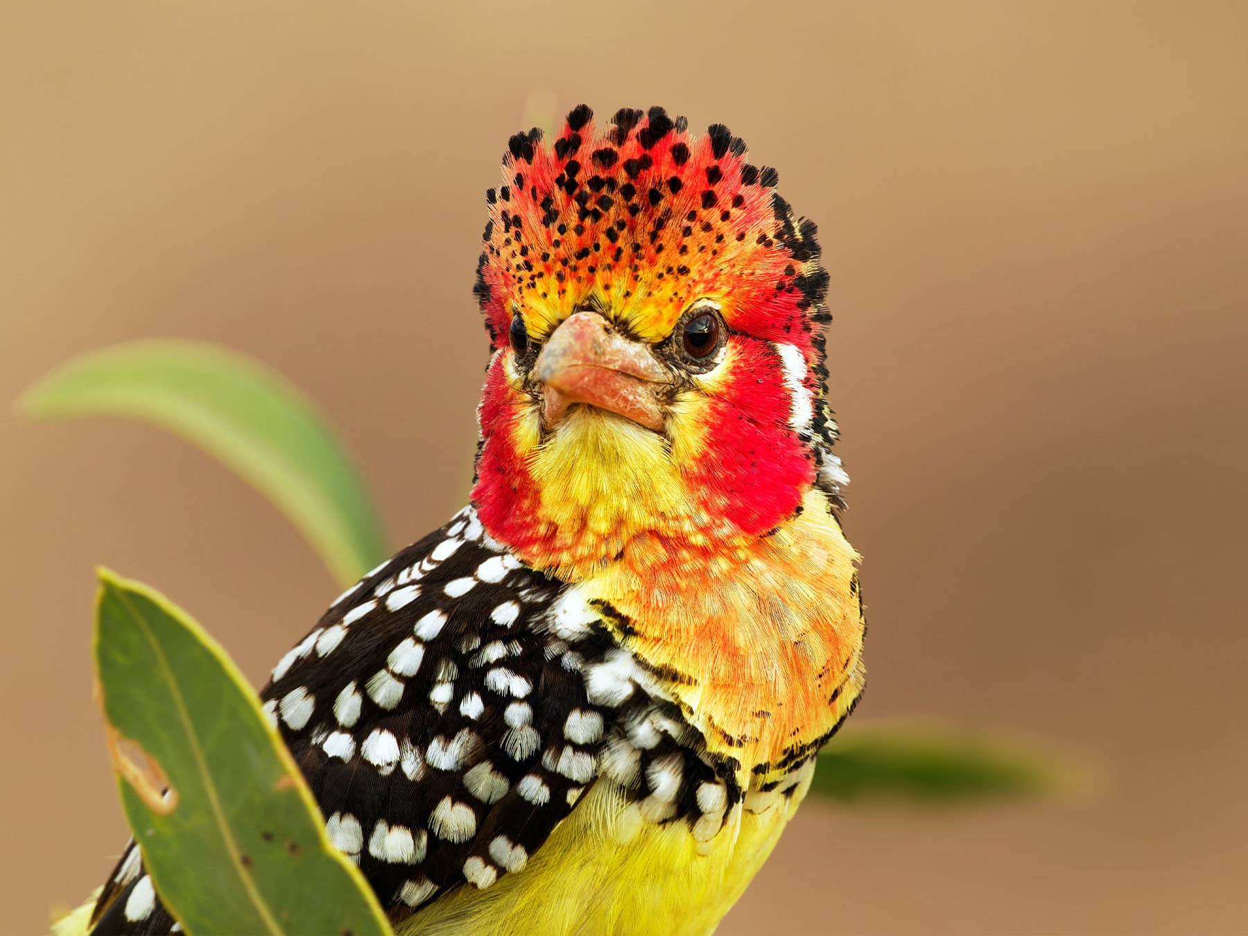 Portrait of Red-and-yellow Barbet