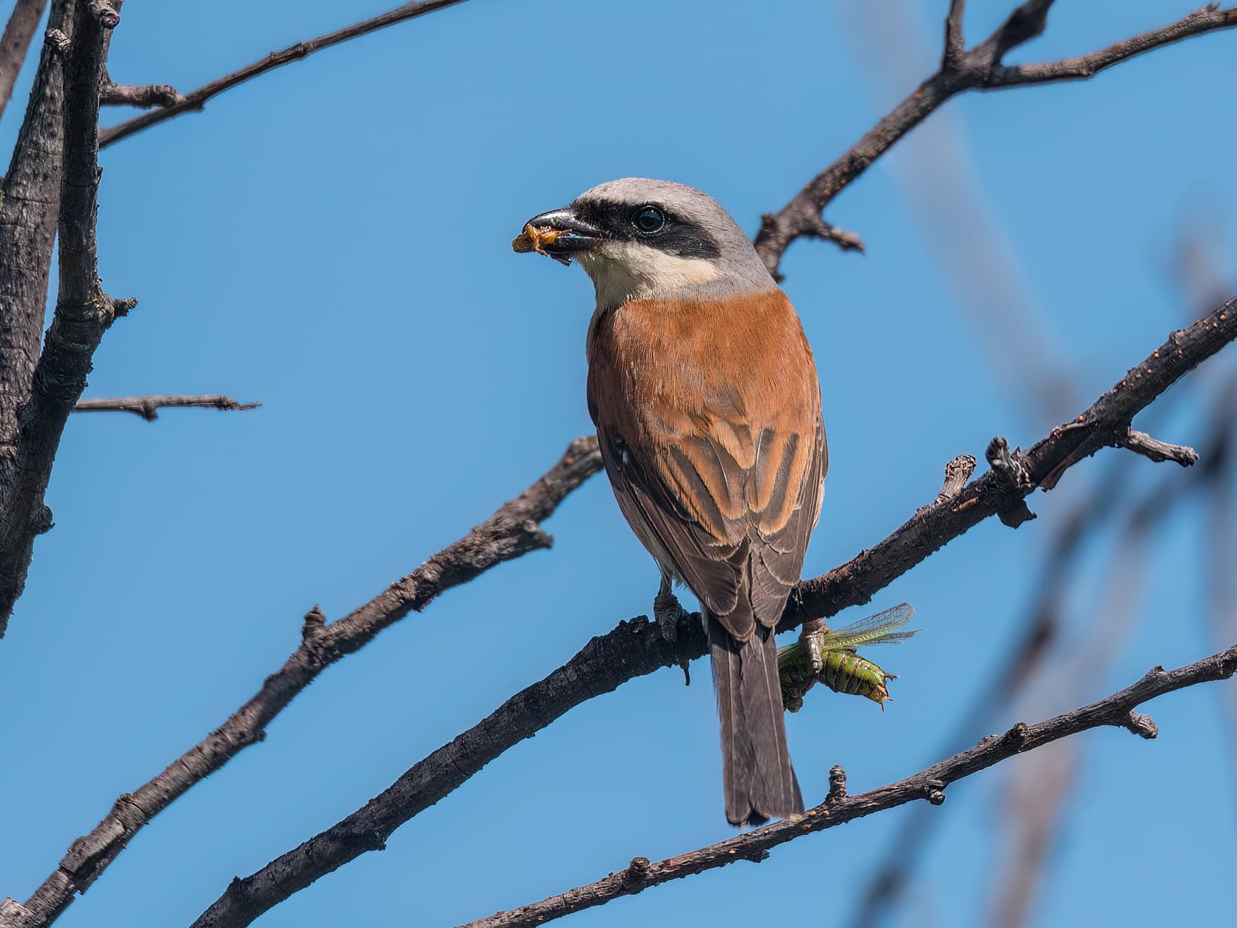 Red-backed Shrike eating a grasshopper