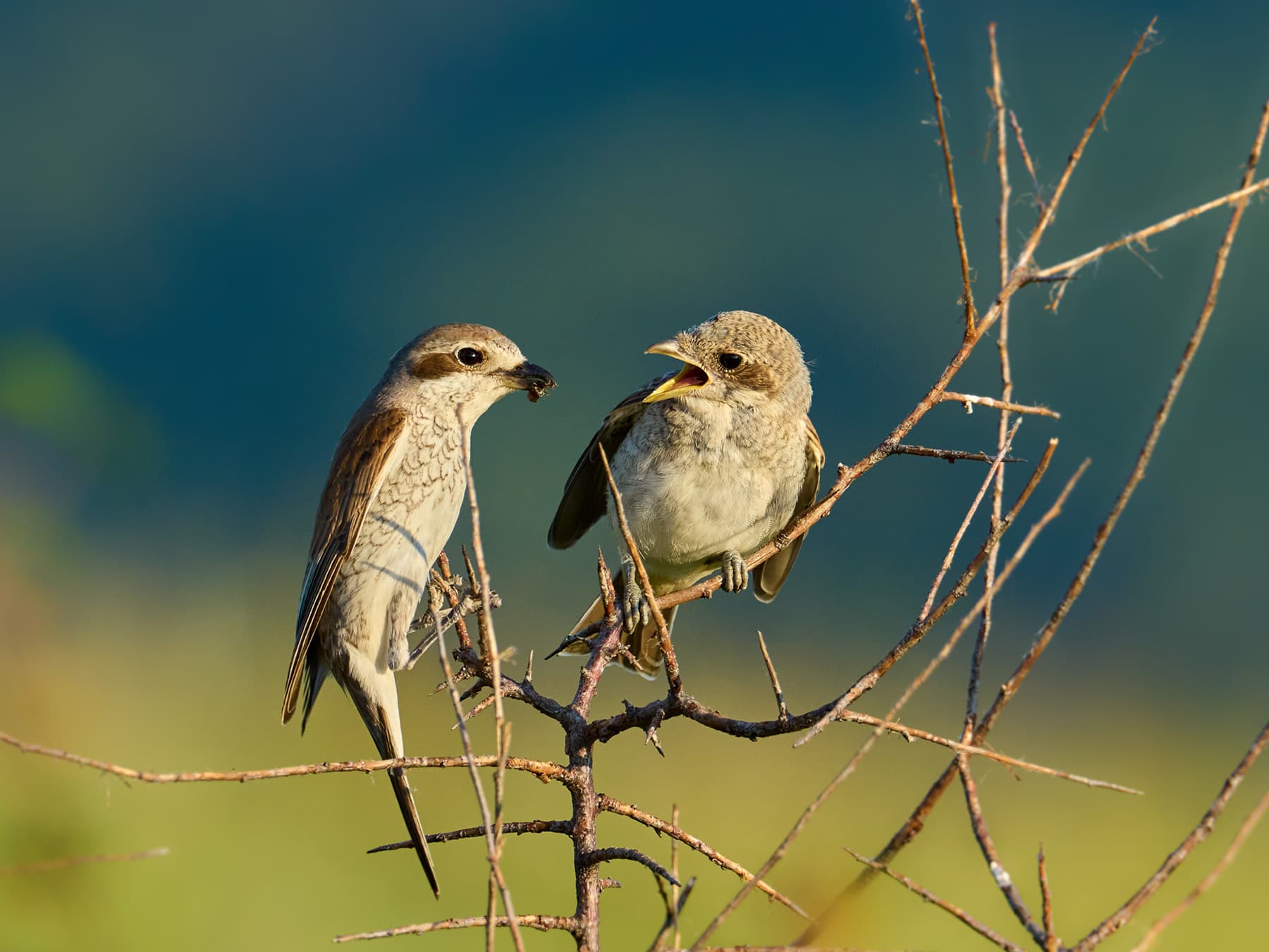 Red-backed Shrike Female (left) feeding young (right)