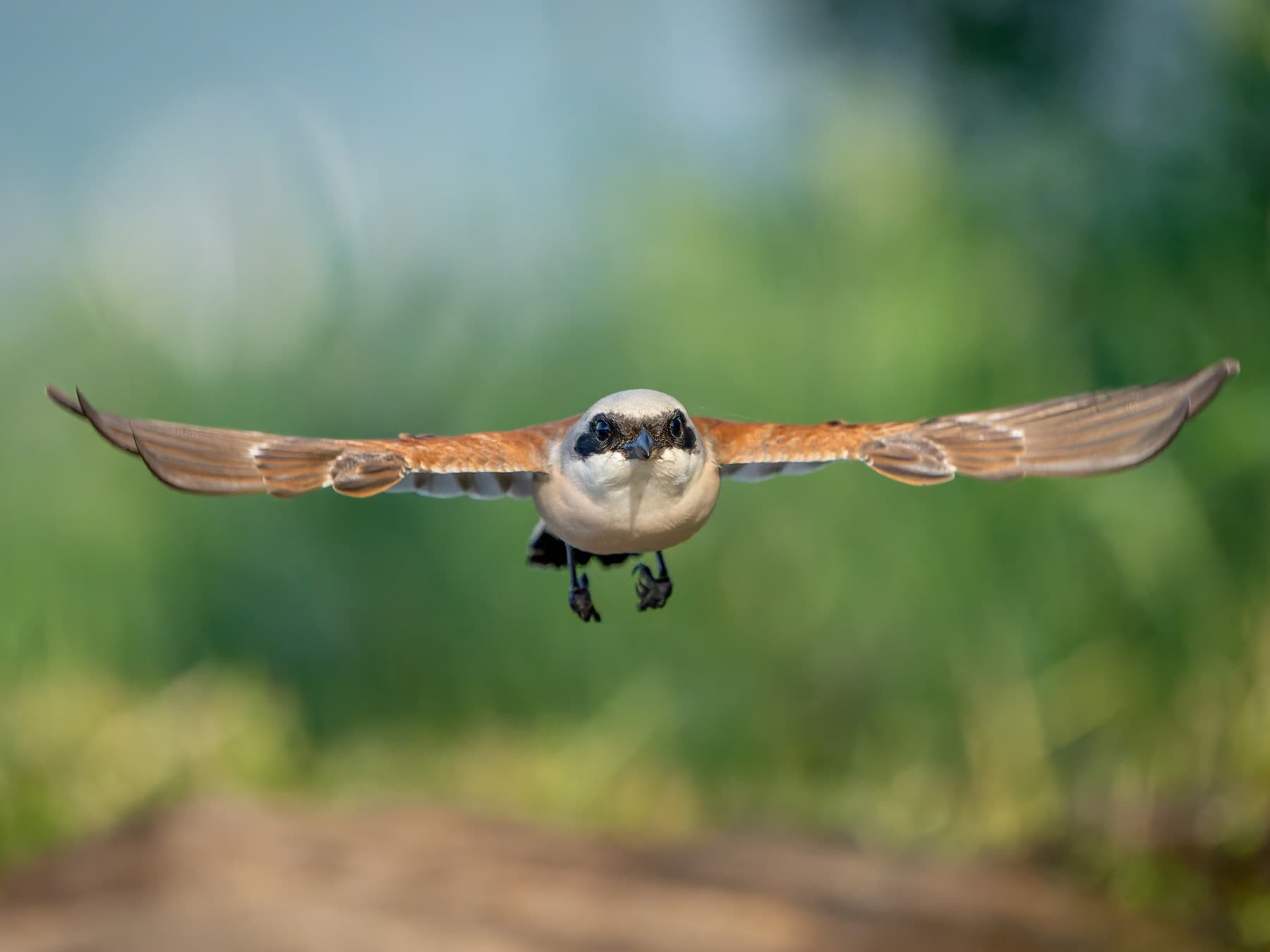 Red-backed Shrike in-flight