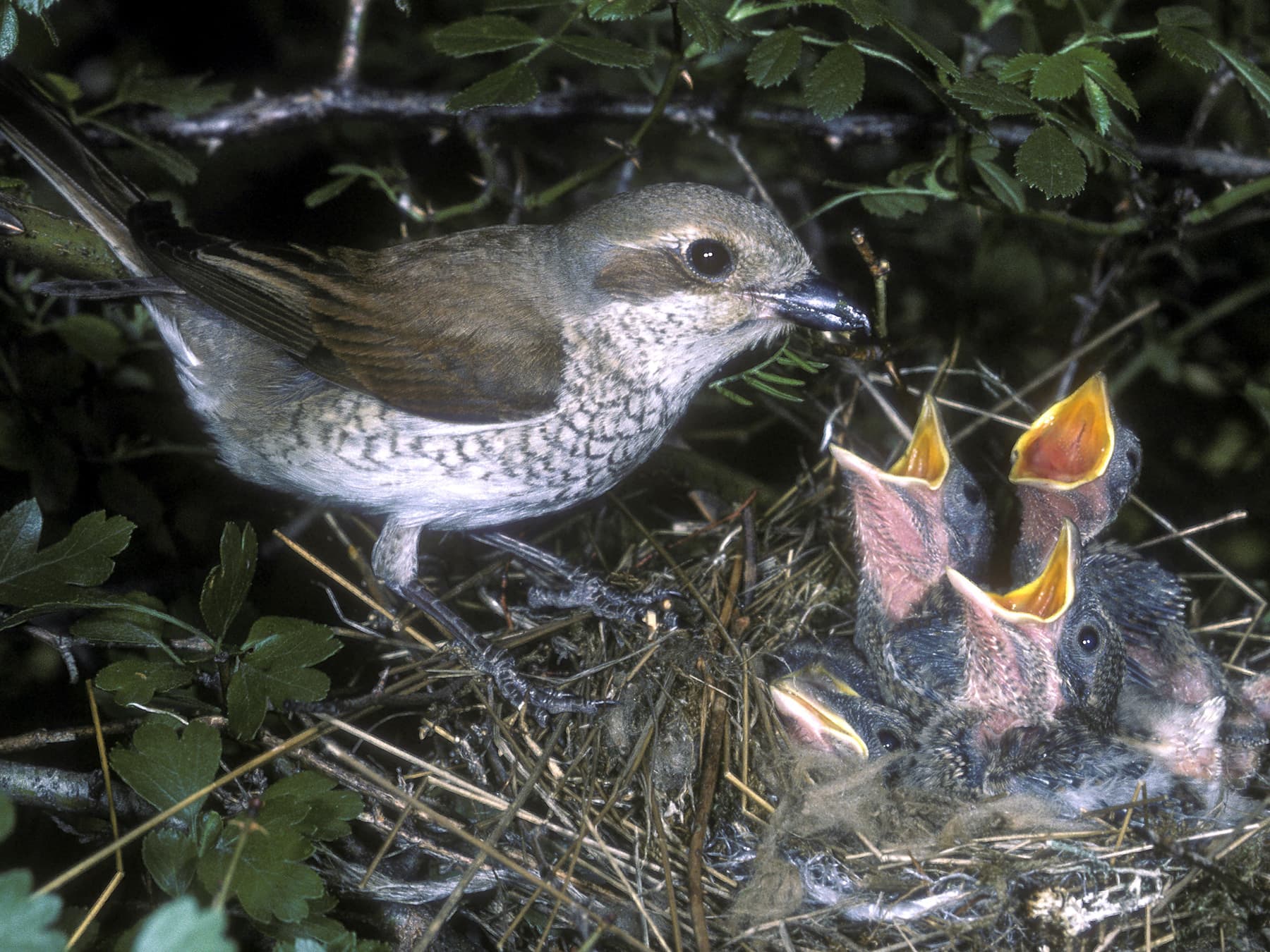 Red-backed Shrike feeding young in the nest