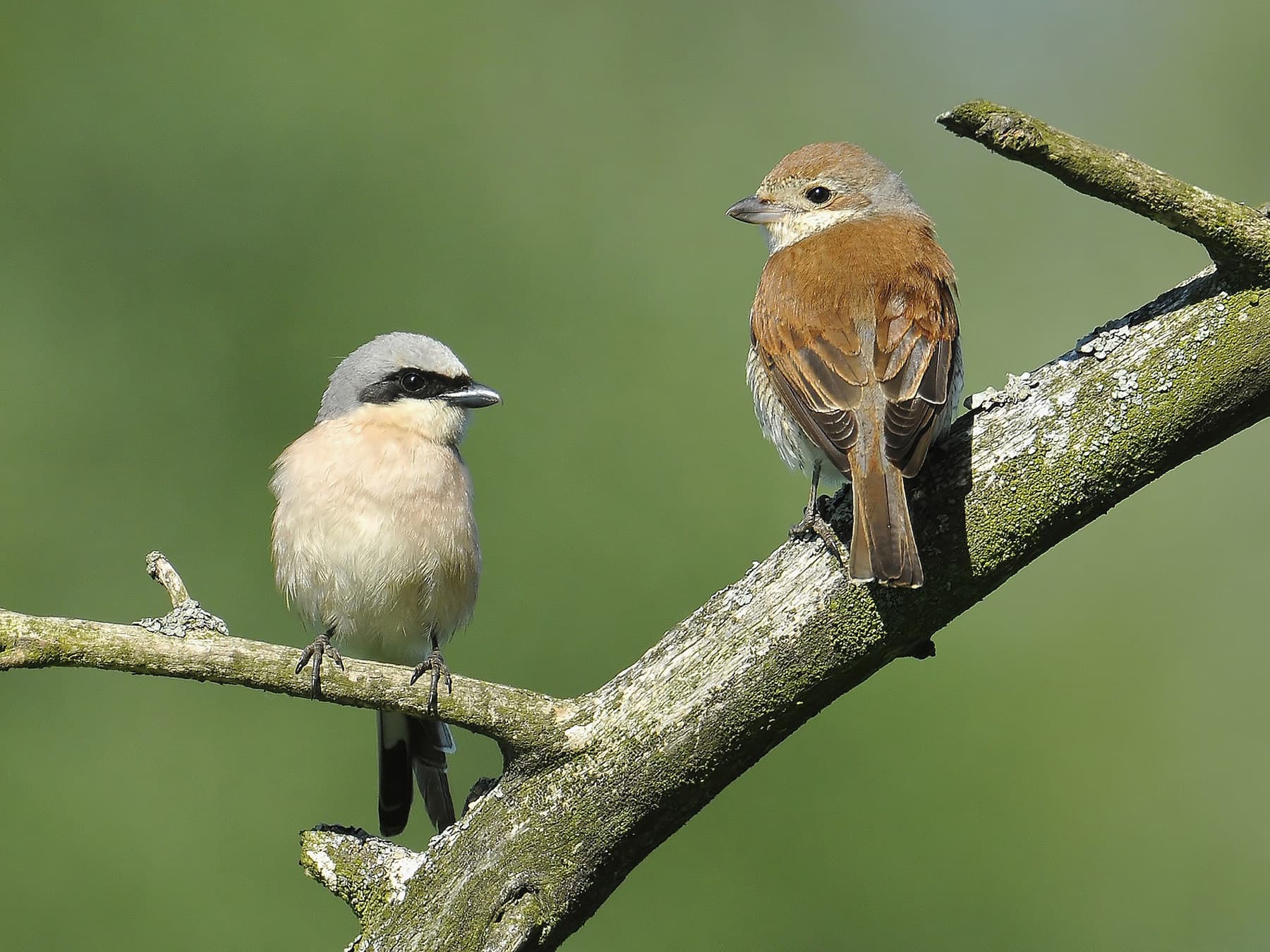 Male (left) and Female (right) Red-backed shrikes perching on a branch