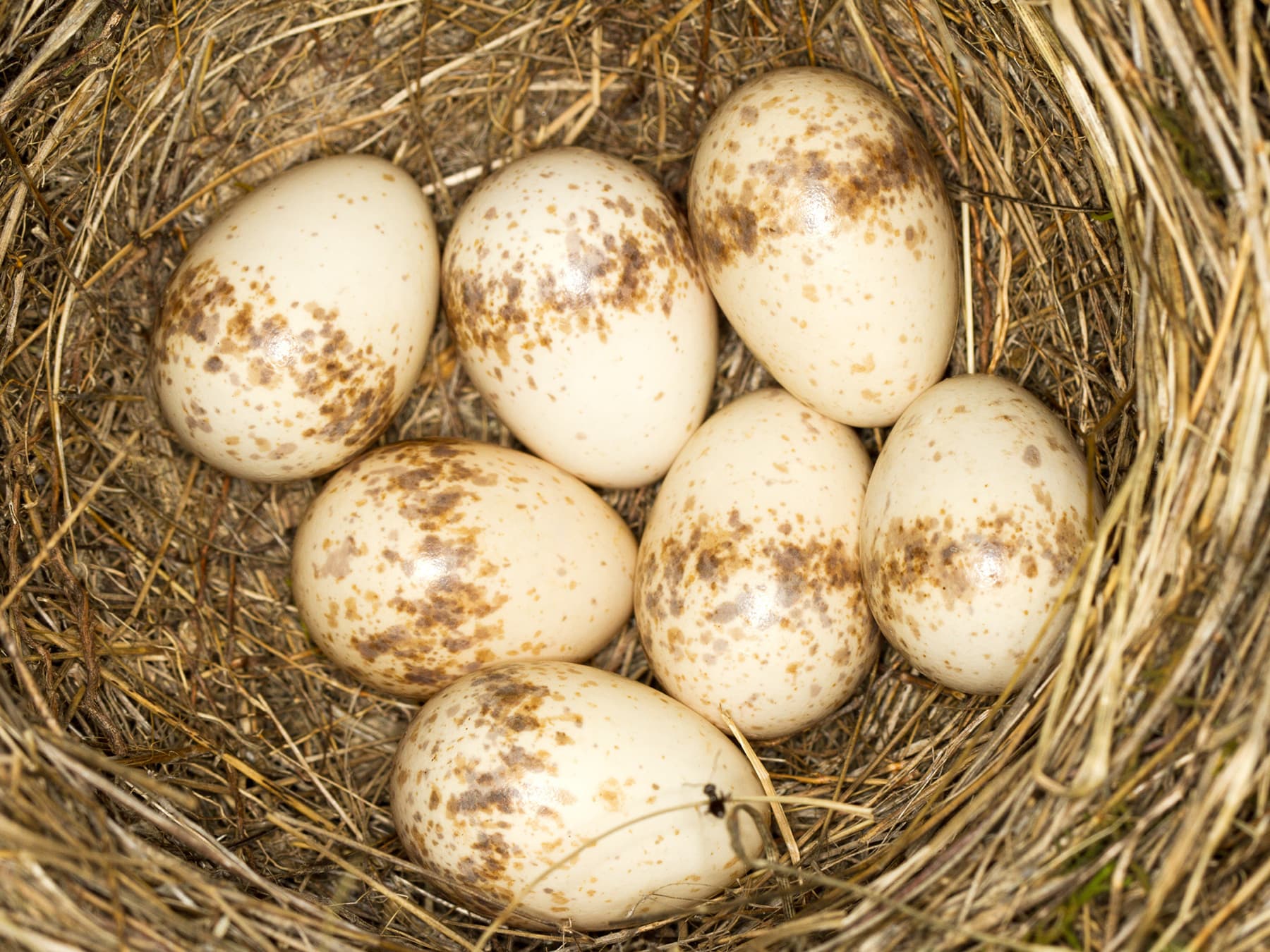 Nest of a Red-backed Shrike with seven eggs
