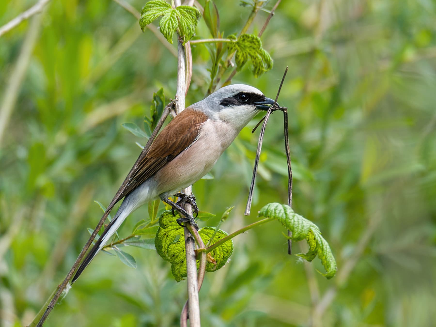 Red-backed Shrike collecting nesting materials