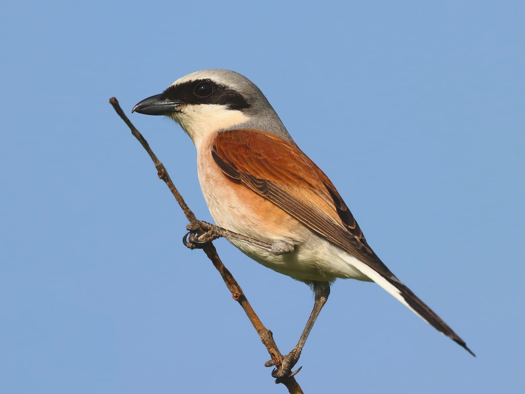 Male Red-backed shrike