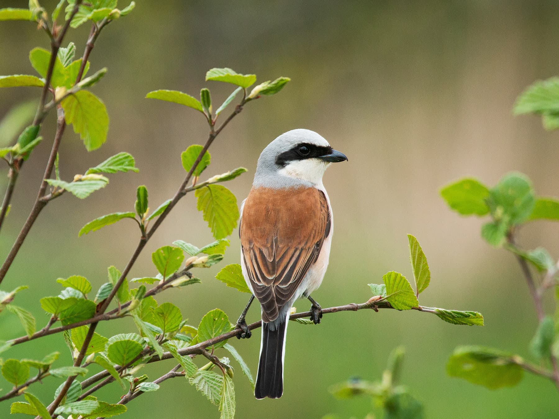 Red-backed Shrike in natural habitat