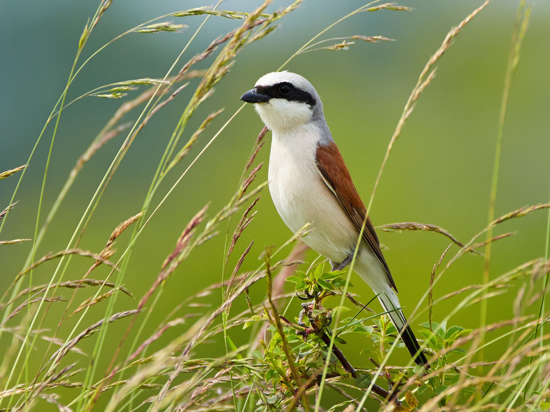 Red-backed Shrike in natural habitat