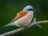 Red-backed Shrike