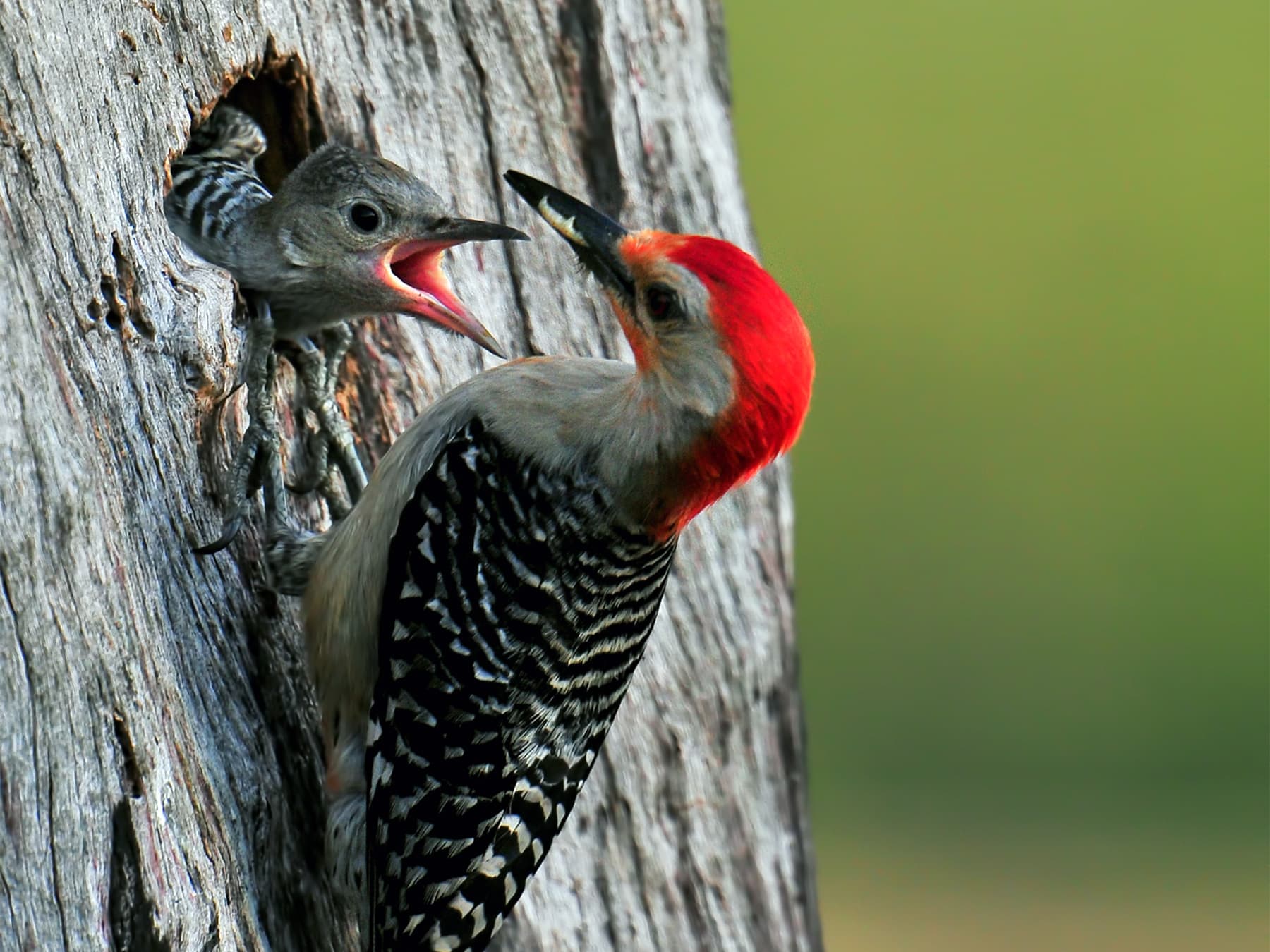 Red-bellied Woodpecker feeding its young at the nest
