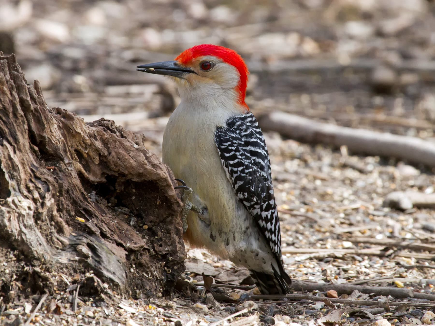 Red-bellied Woodpecker on the woodland ground foraging for food