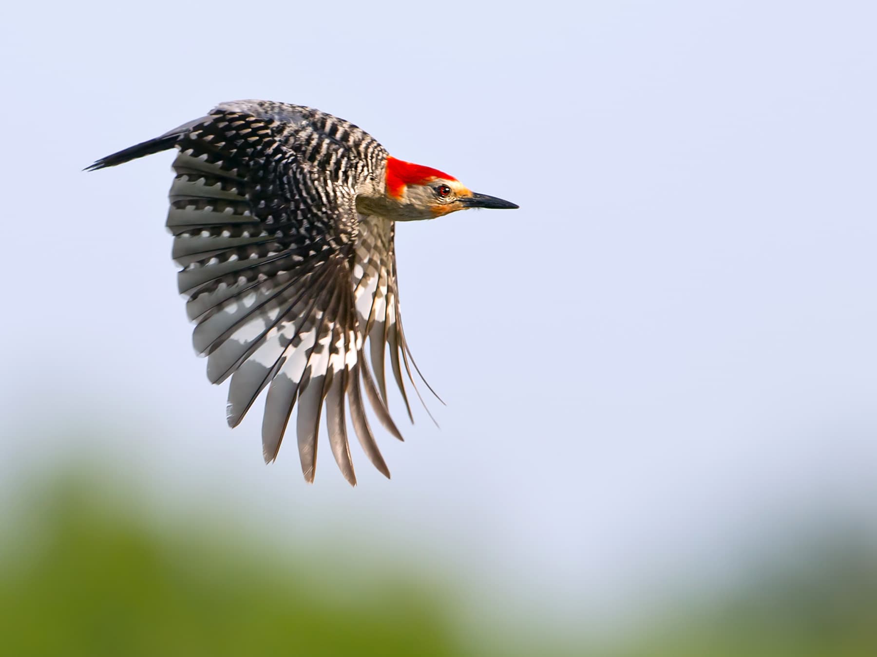 Red-bellied Woodpecker in-flight