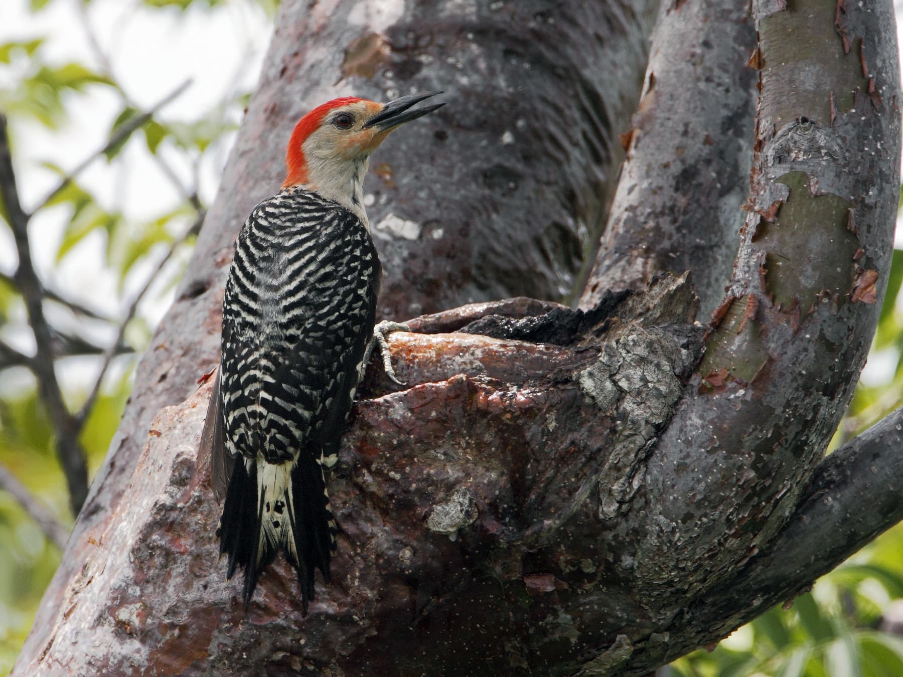 Red-bellied Woodpecker in woodland